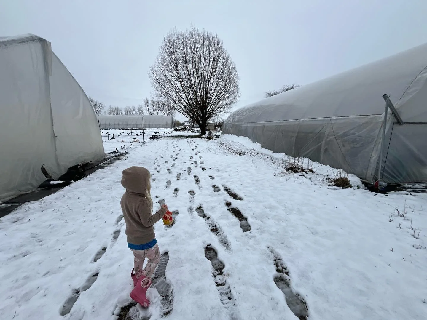 Hello from this deep and sloppy spring snowstorm. We&rsquo;ve been real quiet on social media this winter - between taking some quiet time ourselves, prepping the farm for a season with a new life arriving right in the thick of it, early June, growin