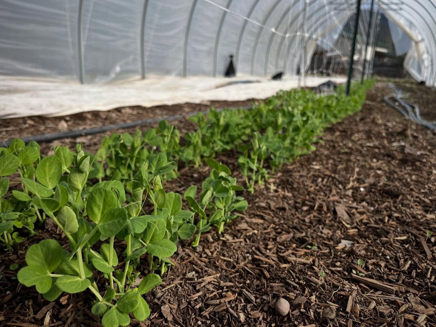 Spring spring! Happy spring equinox, friends. It feels a little strange to be celebrating this transition after such a non-winter in our part of the world but the nights are getting warmer and days longer. Our prop house is already bursting with seed