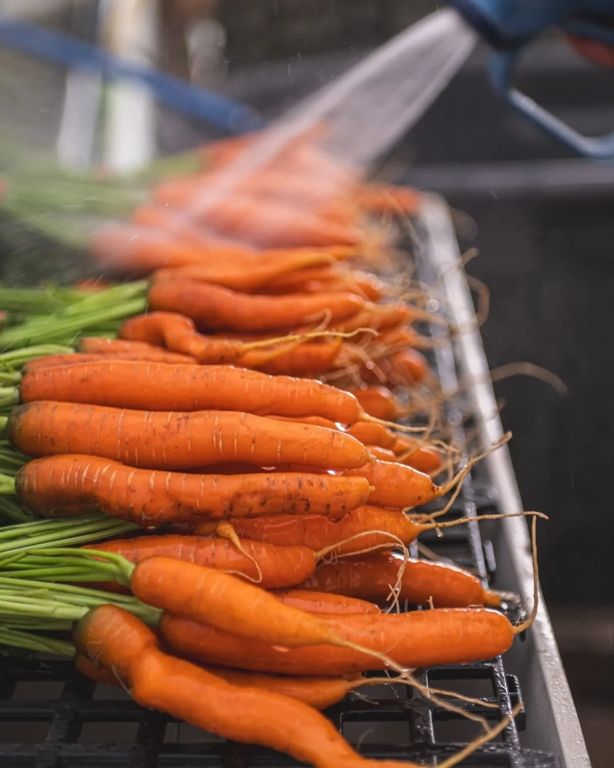 Can&rsquo;t wait for first fresh carrots of the year. Here&rsquo;s a little reminder that our summer CSA is now open for sign ups! Our CSA features 20 weeks of Real Organic verified veggies from our farm, pre-packed in boxes with three different pick