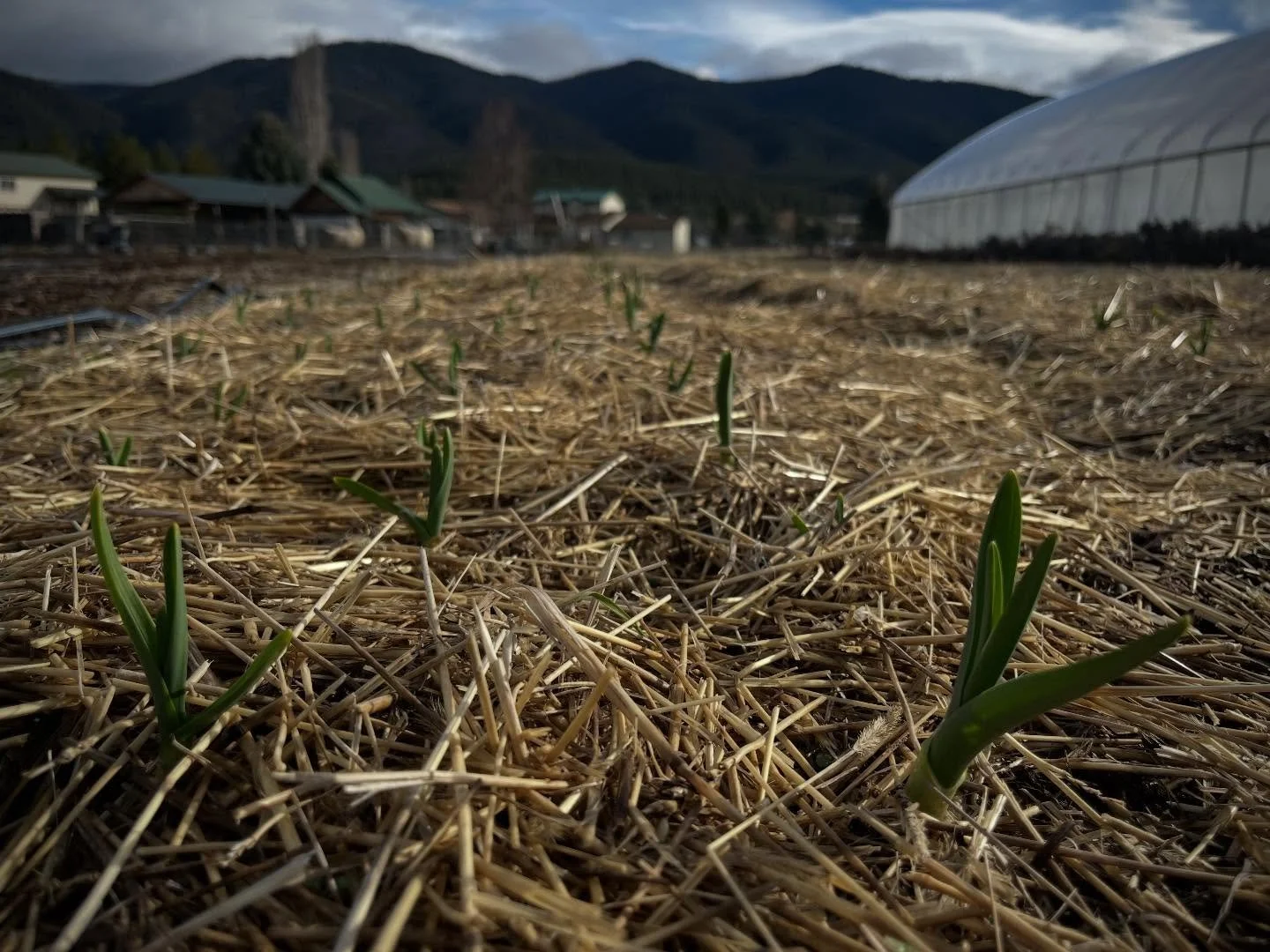 Morning, garlic. ✨