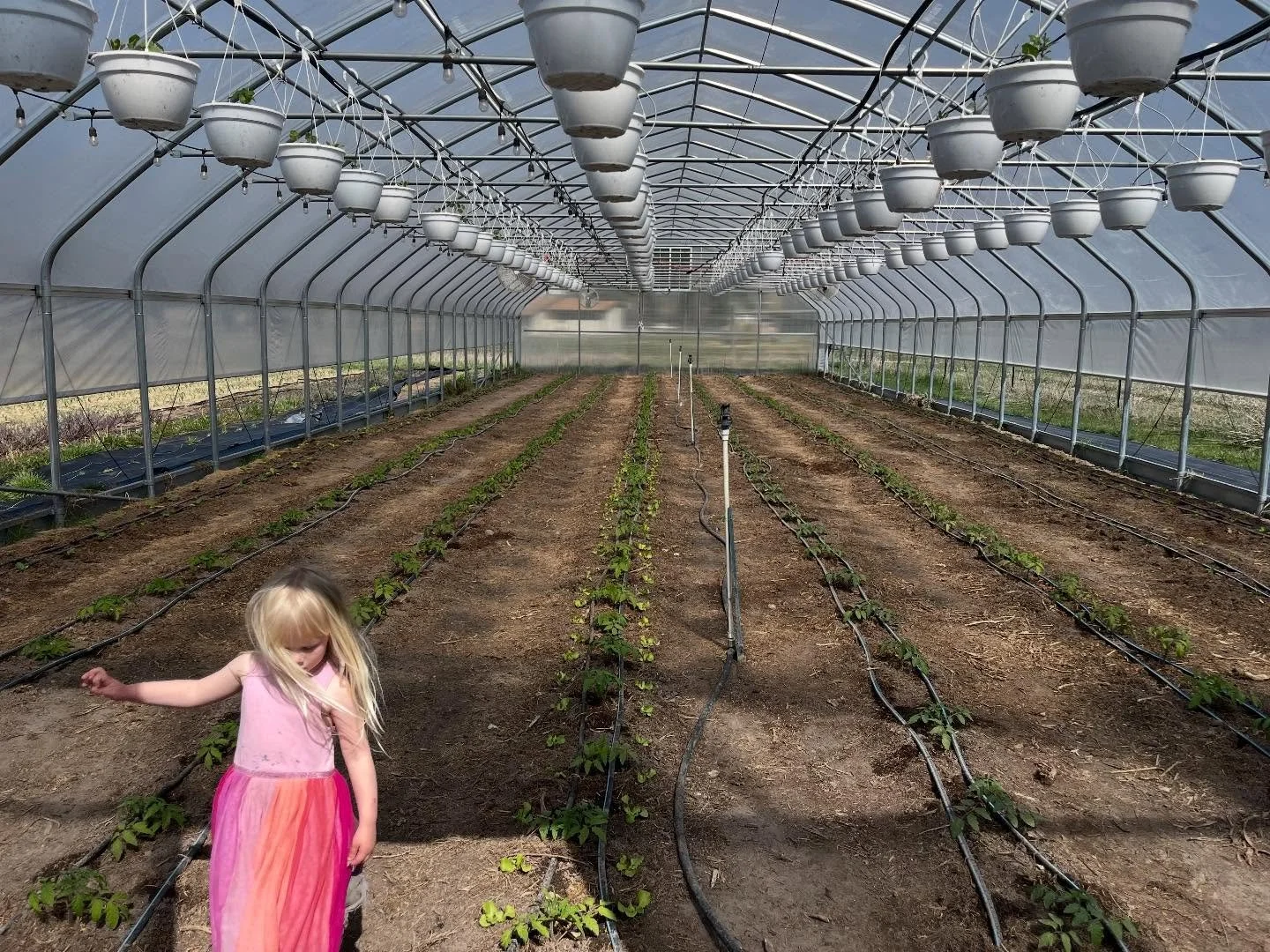 Exciting week over here at Long Step - our tunnels are all planted, with lots of veggies now stretching their roots down into the soil and settling into their new homes for the next few weeks or months. Market season is just around the corner! 
Also 