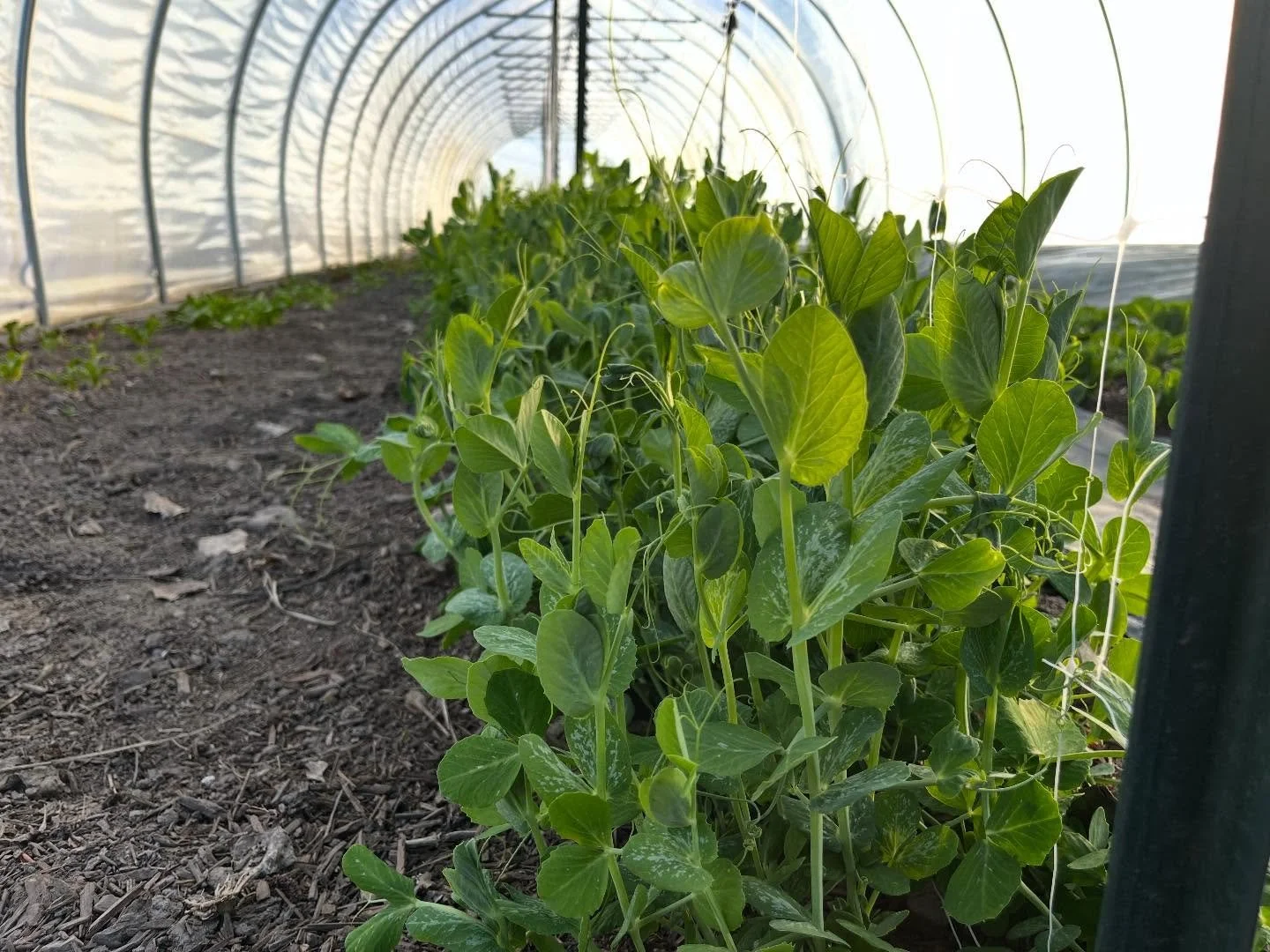 The nights are still frosty but we have some veggies pushing their way to the sun in our tunnels, many of which will be ready for @clarkforkrivermarket&rsquo;s Saturday markets which start in just a few short weeks. How is it already mid-April alread