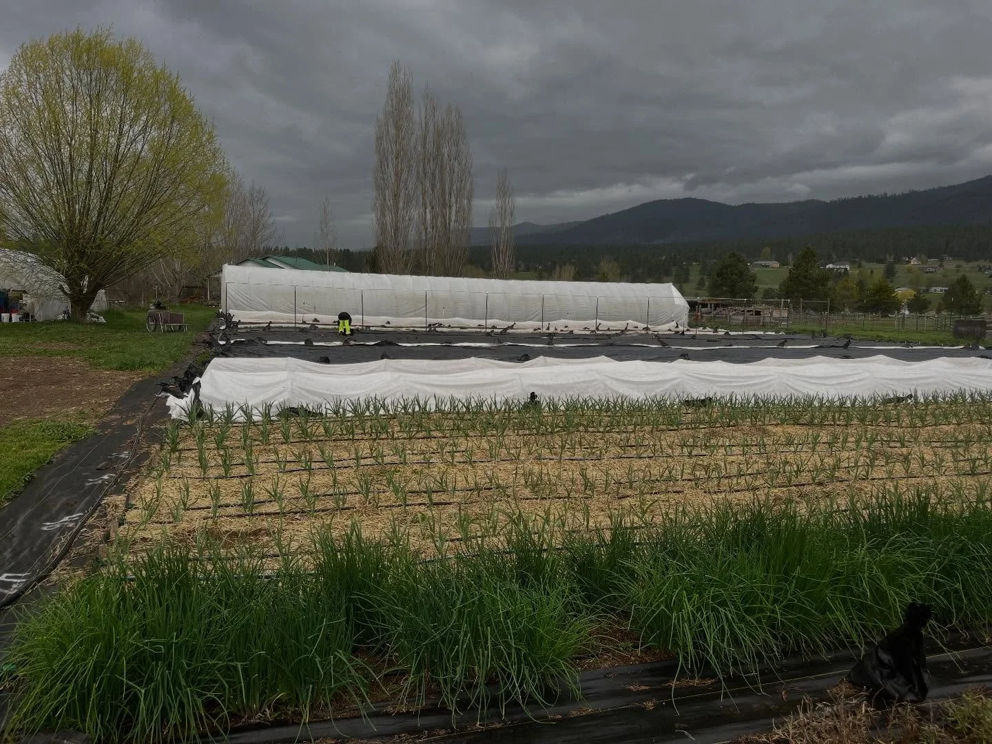 Rain today, perfect for brassica planting. April has been catapulting by. Everyday we seem to have more seeds seeded, plants in the soil, and weeds in the weed pile, soon to be replaced tenfold. We&rsquo;ve interplanted lettuce with the tomatoes this