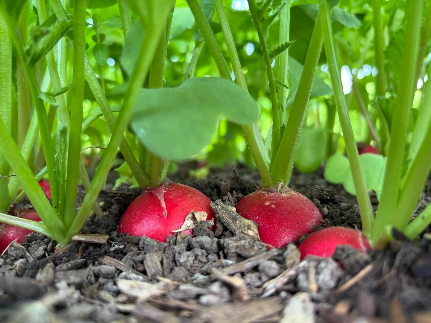 Market market market! Summer markets start TOMORROW! We&rsquo;ll be all set up @clarkforkrivermarket tomorrow, Saturday, down by the river from 8am to 1pm. We&rsquo;ll have radishes, salad turnips, a variety of greens and herbs plus a sea of plant st