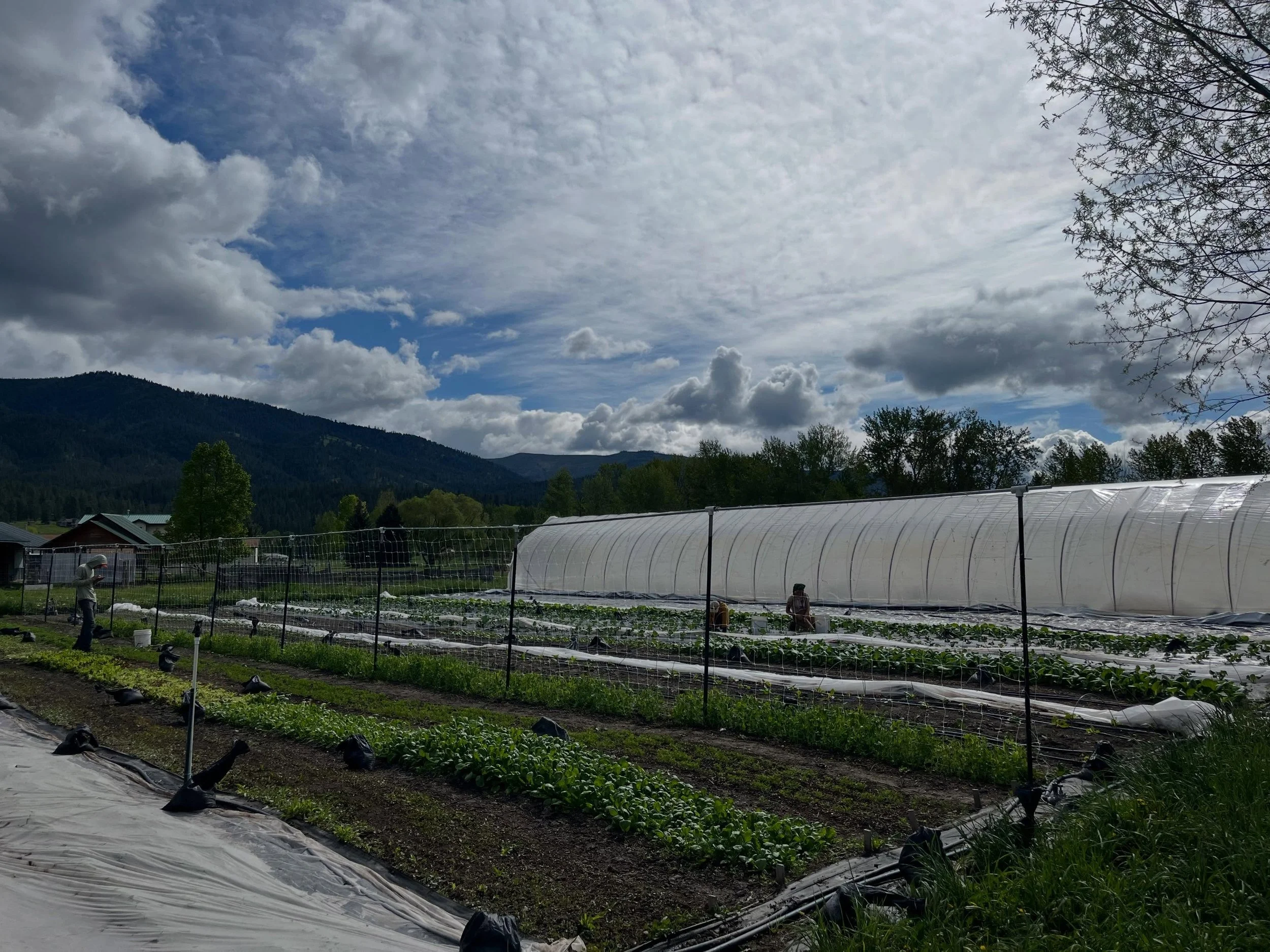 Been a busy week out at the farm! We finished the cat tunnel, planted more peppers, cucs, basil and storage tomatoes (!!) in said tunnel, pruned all our high tunnel tomatoes (they&rsquo;re getting so big!), did lots of weeding and seeding and other p