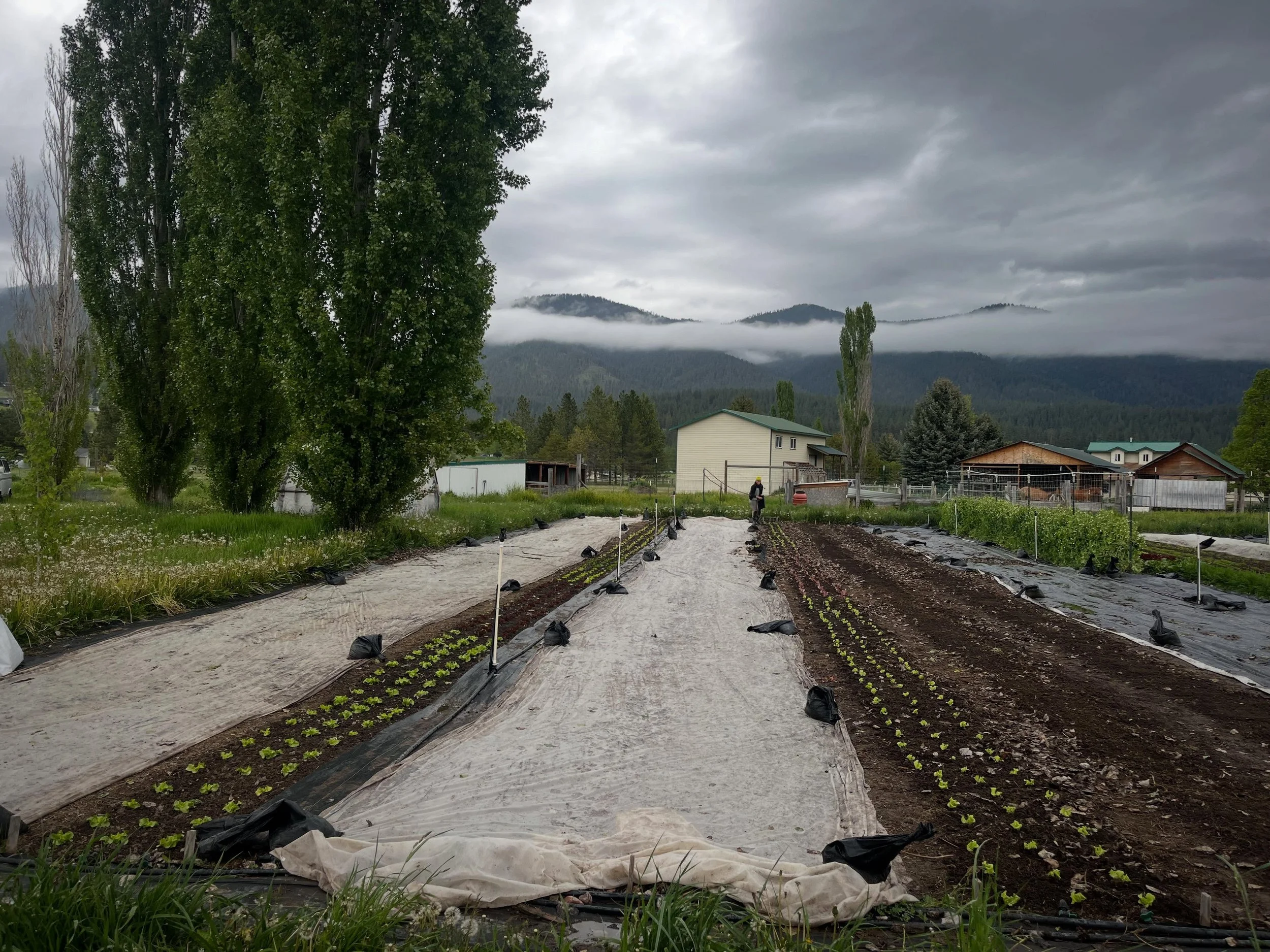 Cold nights, foggy mornings and succession upon succession of lettuce heads. Rain, hail, thunder, wind and sun, all in one day. Must be May in Montana✨✨✨
