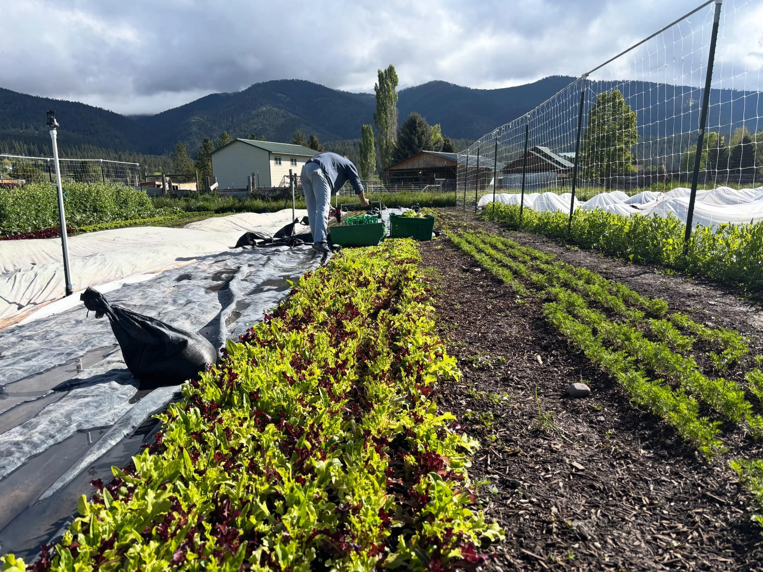See you @clarkforkrivermarket tomorrow from 8am-1pm with all of our mixed greens, a good variety of herbs (mint! oregano! chives! sage!), our first bok choy bundles of the season, lots of plant starts and a sale on our hanging baskets! Looks like a g