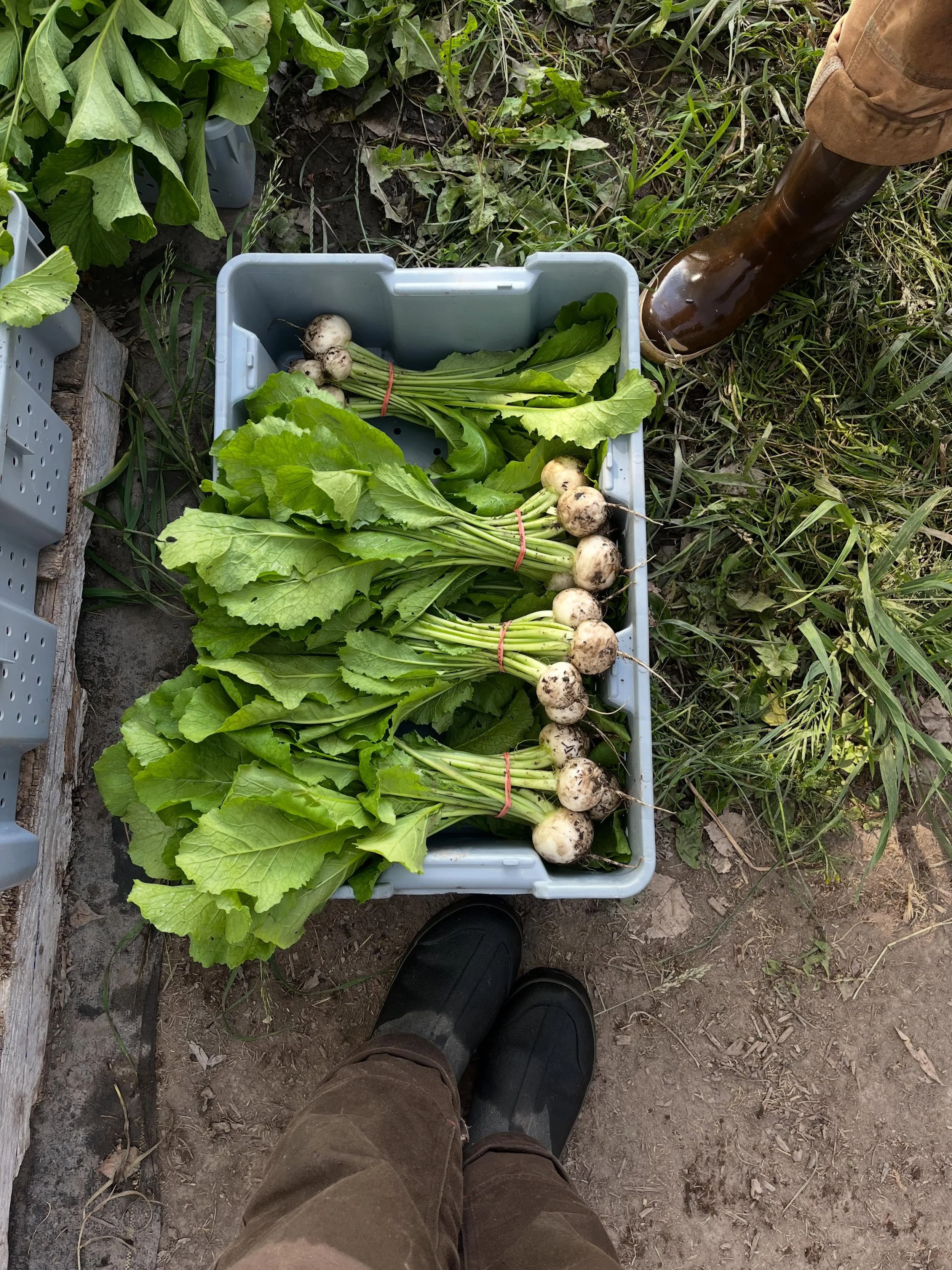 So much abundance happening at the farm right now! Nick will be all set up @clarkforkrivermarket tomorrow (likely very sleep deprived&hellip; maybe bring him a coffee..? 😅)with lots of firsts of the season for us - carrots! beets! snap peas! fancy s