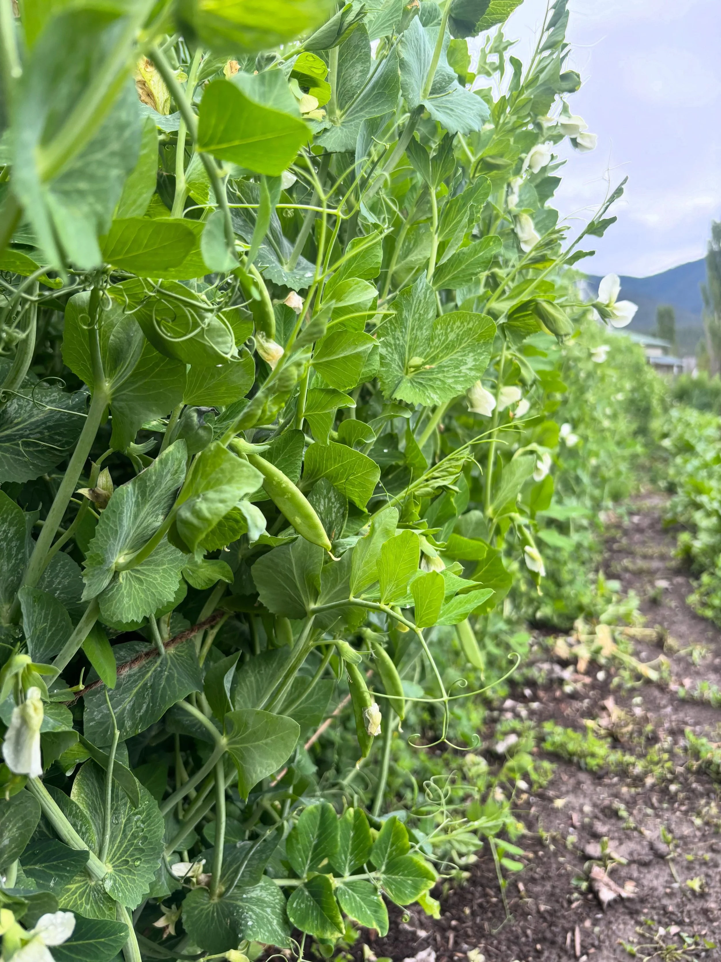 We&rsquo;ll be all set up @missoulafarmersmarket this evening, 5-7pm, on the north end of Higgins by the X&rsquo;s. We&rsquo;ll have a ton of bagged greens, lettuce heads, carrots, herbs, snap peas (!!) and more! 

This evening we&rsquo;ll also have 