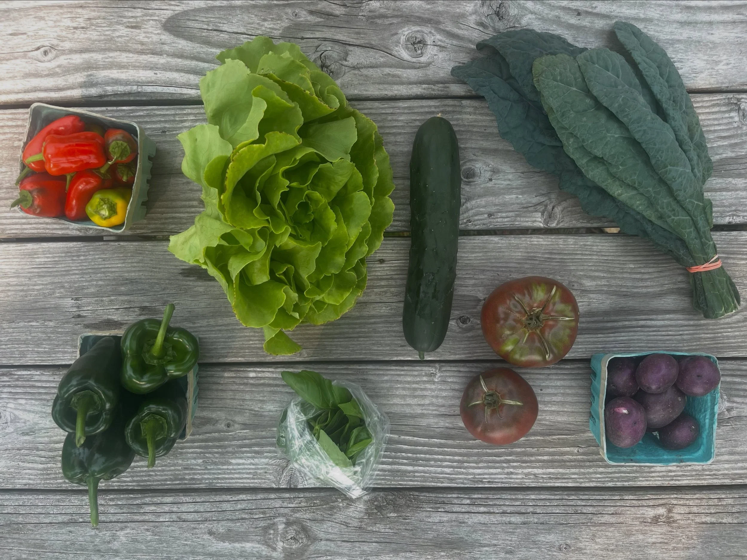 Summer CSA Week 9! This week&rsquo;s family share includes sweet lunchbox peppers, poblano peppers, lettuce head, cucumber, basil, kale, fresh potatoes and heirloom tomatoes. This week&rsquo;s personal share includes chard, cucumber, shishito peppers
