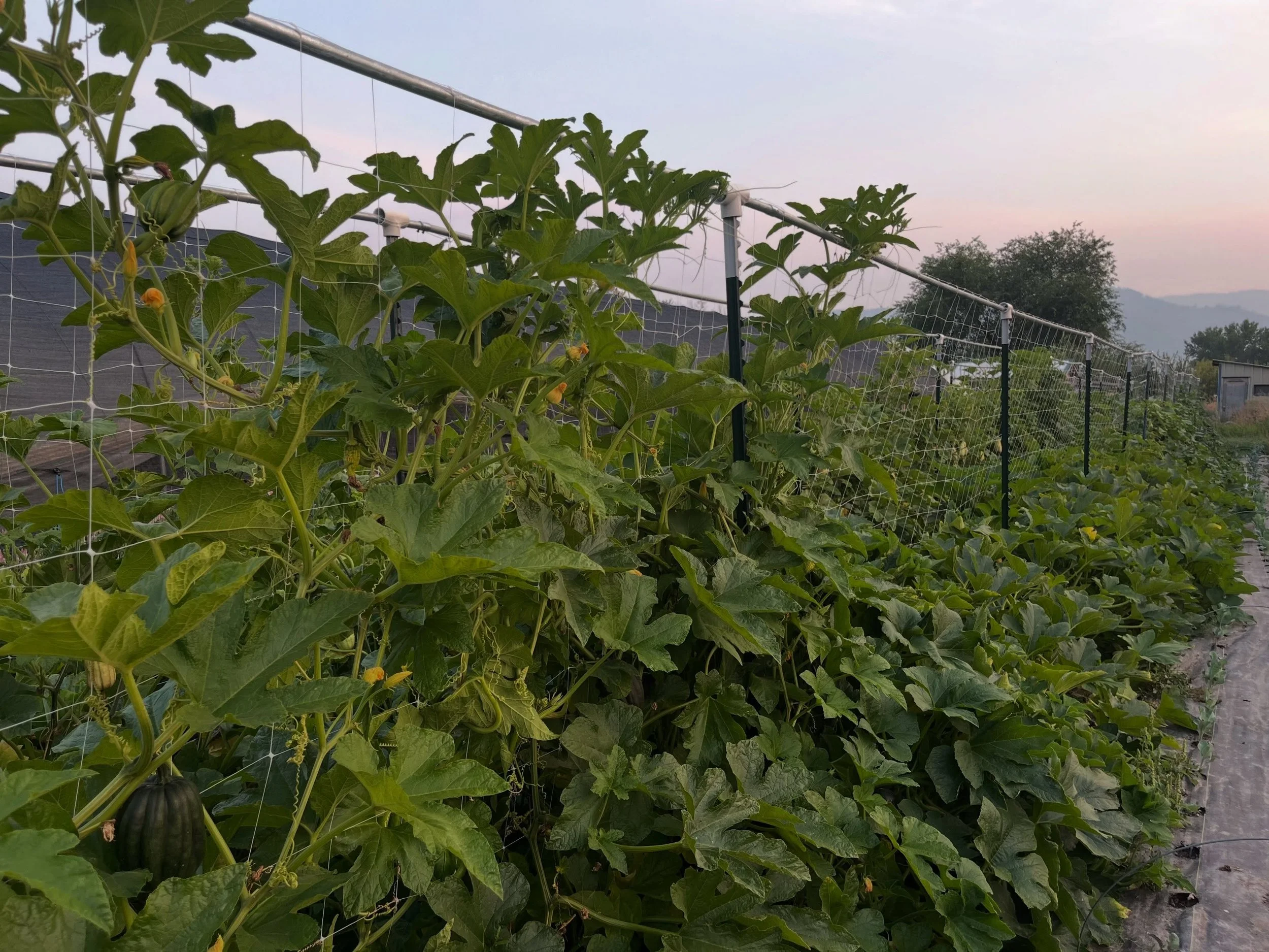 We have a fairly small space under production for how much food we grow these days, which means we&rsquo;re always brainstorming ways to use the space we have more efficiently. Last year we tried trellising our winter squash up rather than let it spr