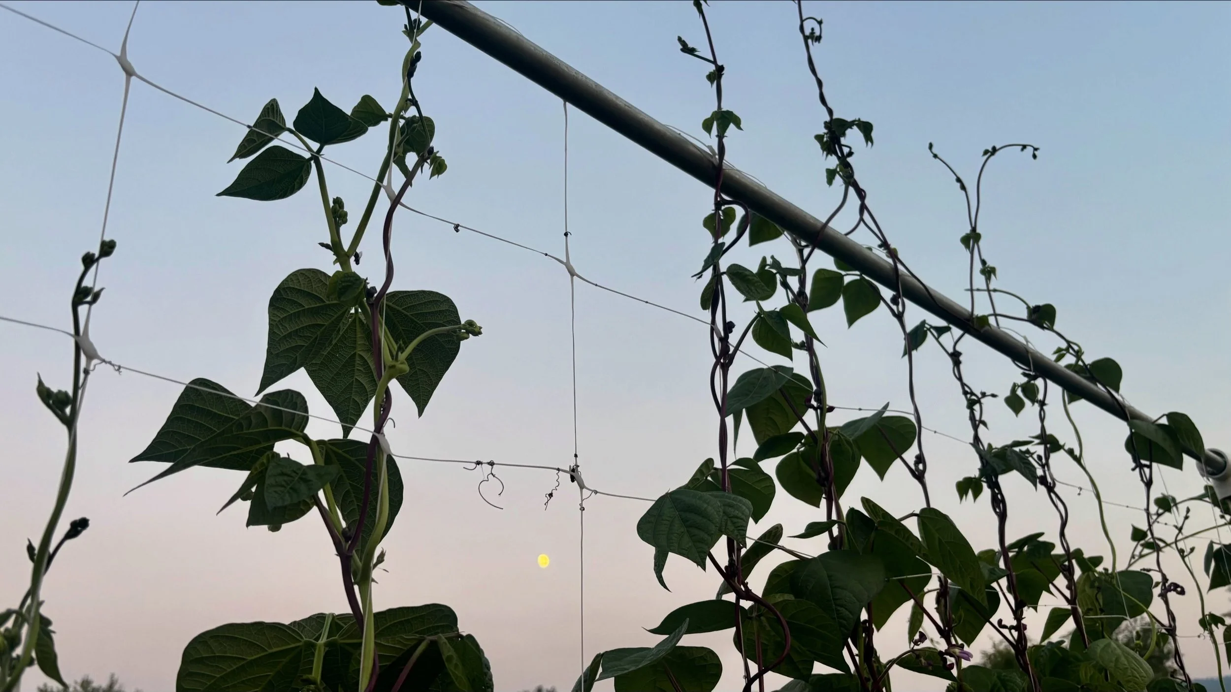 See you @clarkforkrivermarket tomorrow with lots of good stuff including lots of peppers, squash, herbs, garlic and garlic braids, beans, eggplant and more. With all the smoke, the tomatoes slowed down a little this week and we made the choice to pri