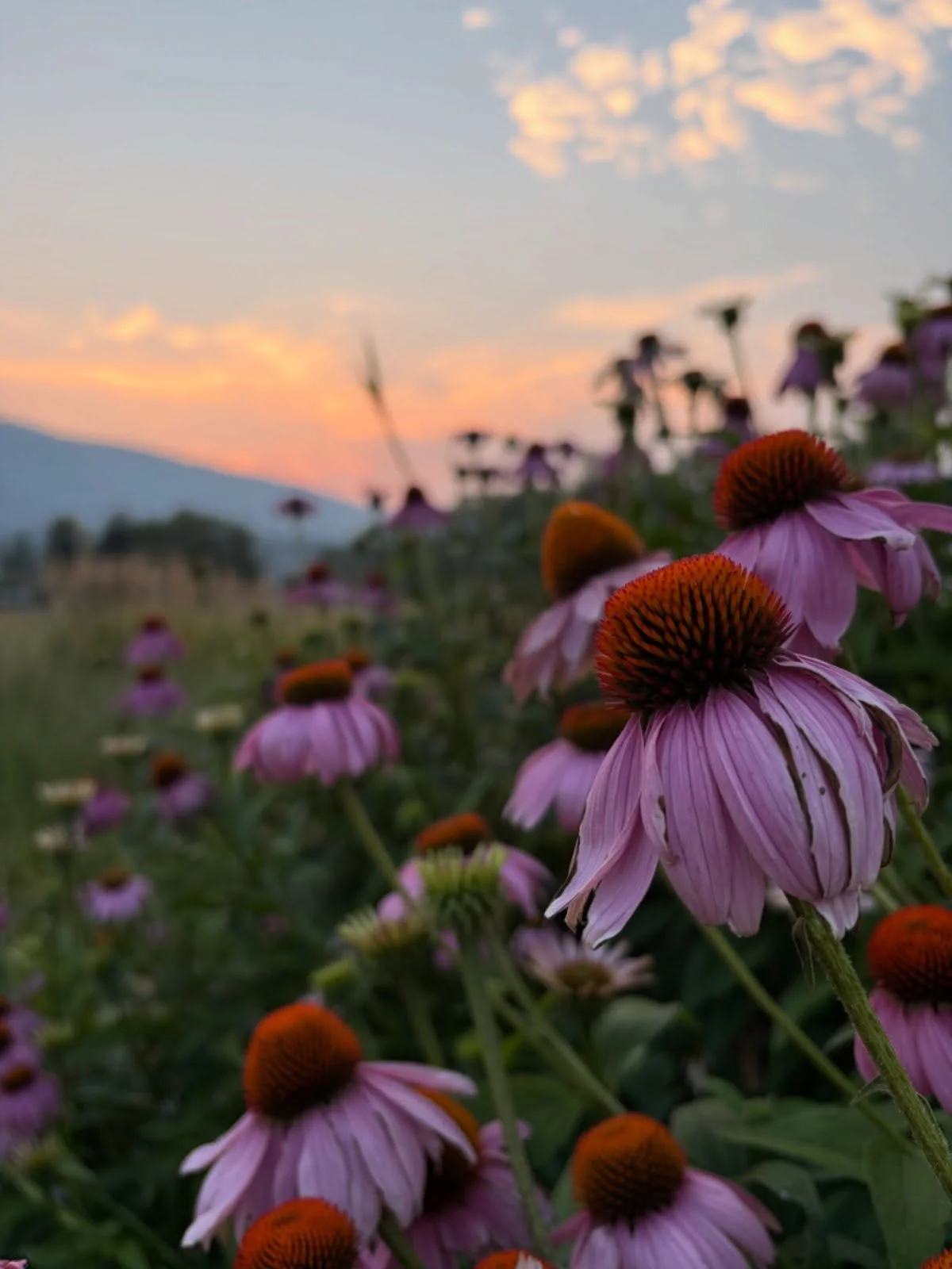 Good morning, echinacea.