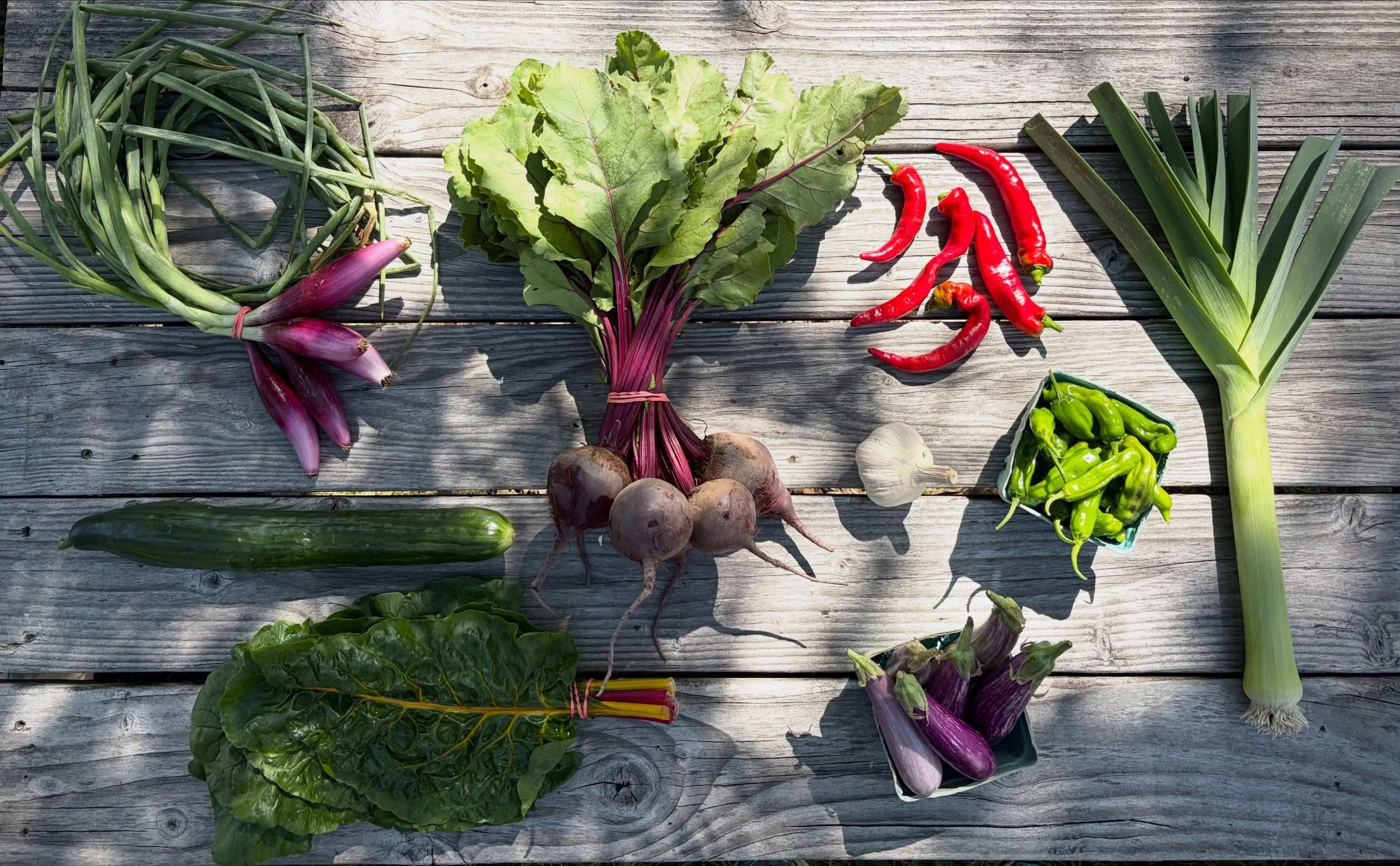 Summer CSA Week 11! This week&rsquo;s family share includes cucumber, rainbow chard, tropea onions, beets, Jimmy nardello peppers, garlic, shishitos, eggplant and a leek. The personal share includes lunchbox peppers, patty pan squash, chard, fresh sh