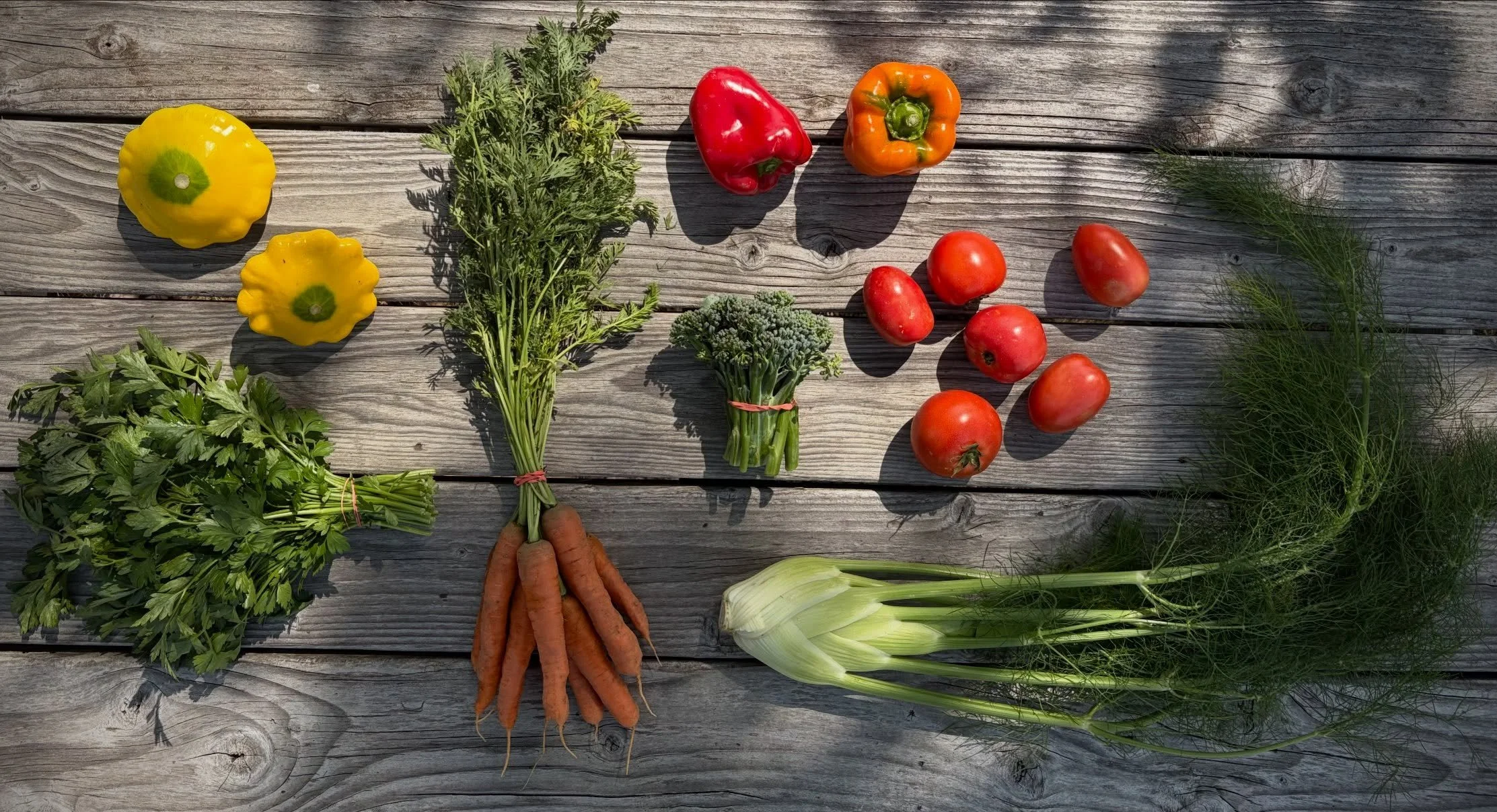 Summer CSA Week 12! Family share this week includes parsley, patty pan summer squash, carrots, fennel, broccoli, bell peppers and a mix of paste and slicer tomatoes. This week&rsquo;s personal share includes fennel, paste tomatoes, cucumber, bell pep