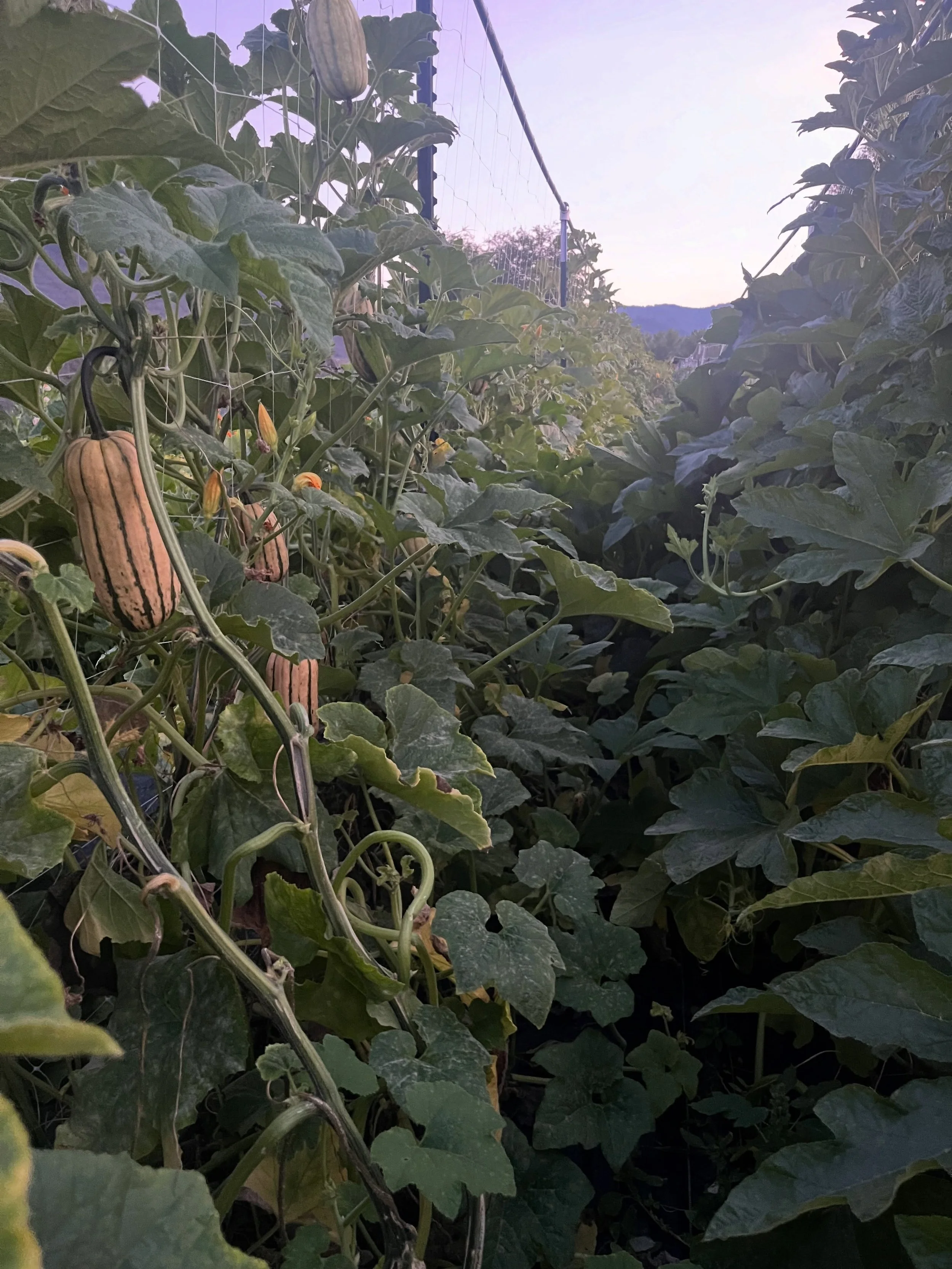 The winter squash jungle is growing winter squash! The shallots are out of the ground and curing! Hazel is more than three months old and we are officially out of fourth trimester! I can&rsquo;t believe how fast this season is going. See you @clarkfo