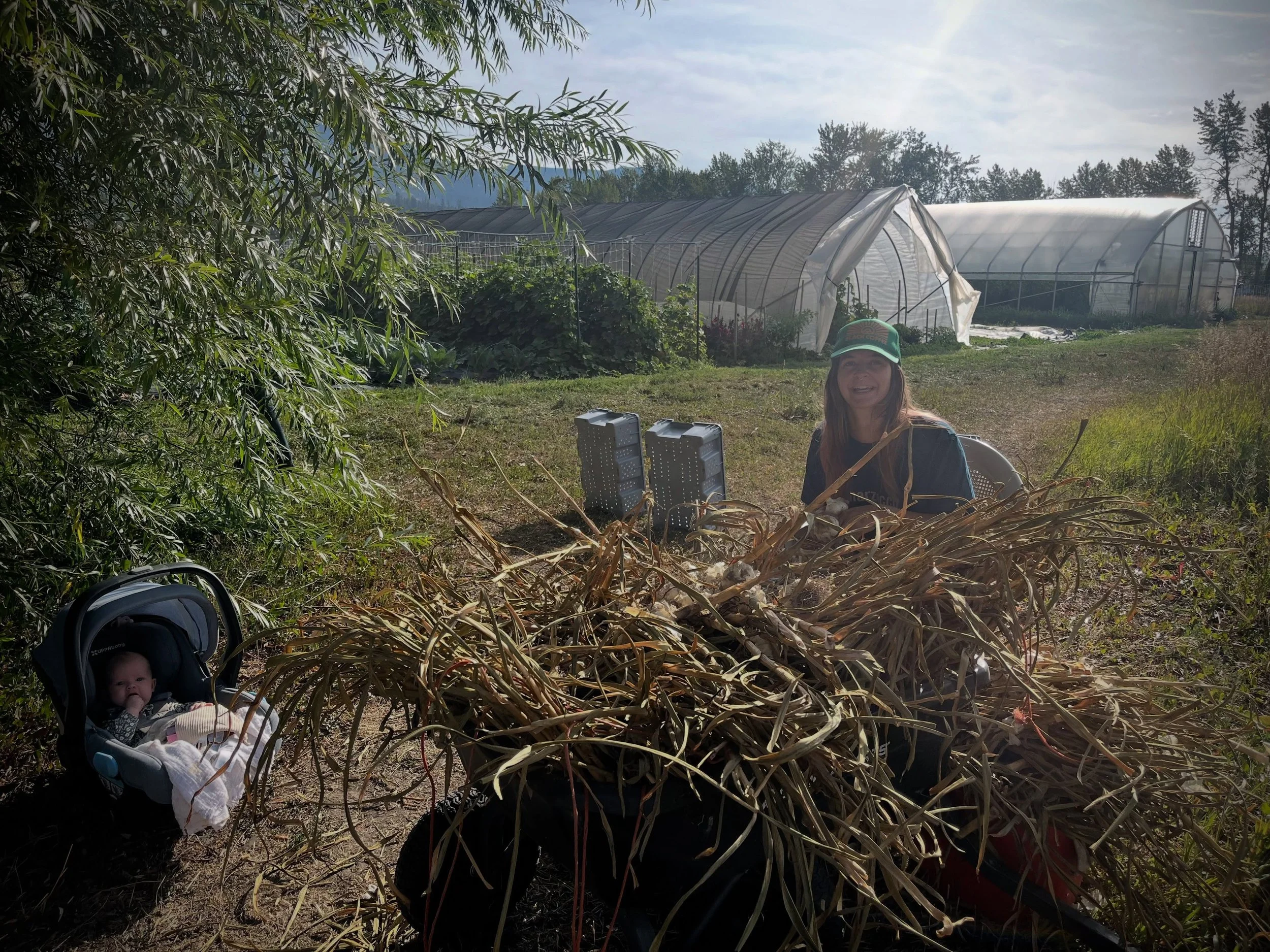 Farm celebrity guest appearances x 2 today! Hazel en route from the car to the house and the much missed @bethcronin.jpeg, gathering over garlic. It&rsquo;s starting to feel like fall around here ✨