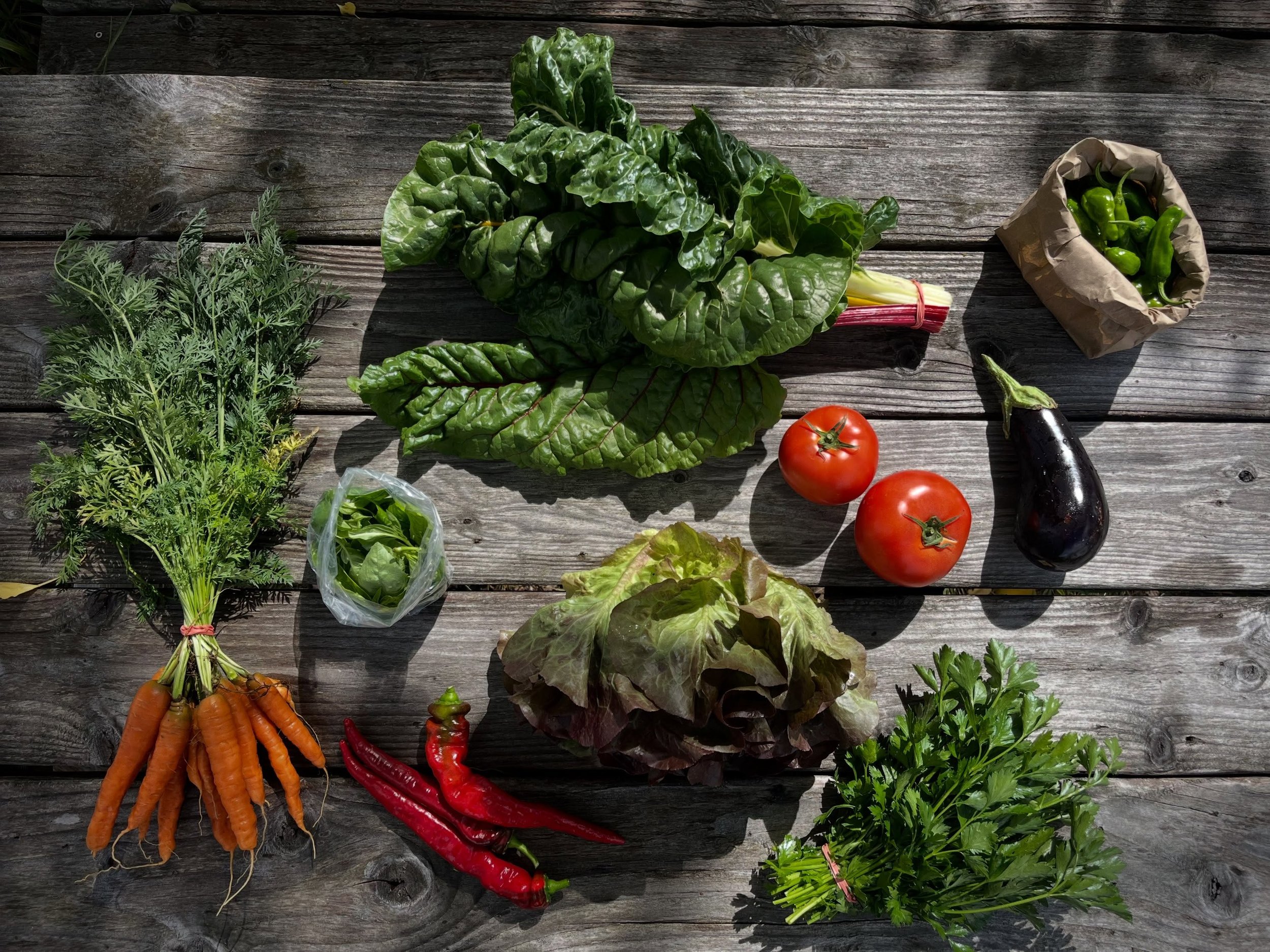 Summer CSA Week 13! This week&rsquo;s personal share includes carrots, basil, chard, shishitos, eggplant, slicer tomatoes, parsley, lettuce head and Jimmy nardello peppers. Family share includes arugula, kale, shallot, poblano peppers, heirloom tomat