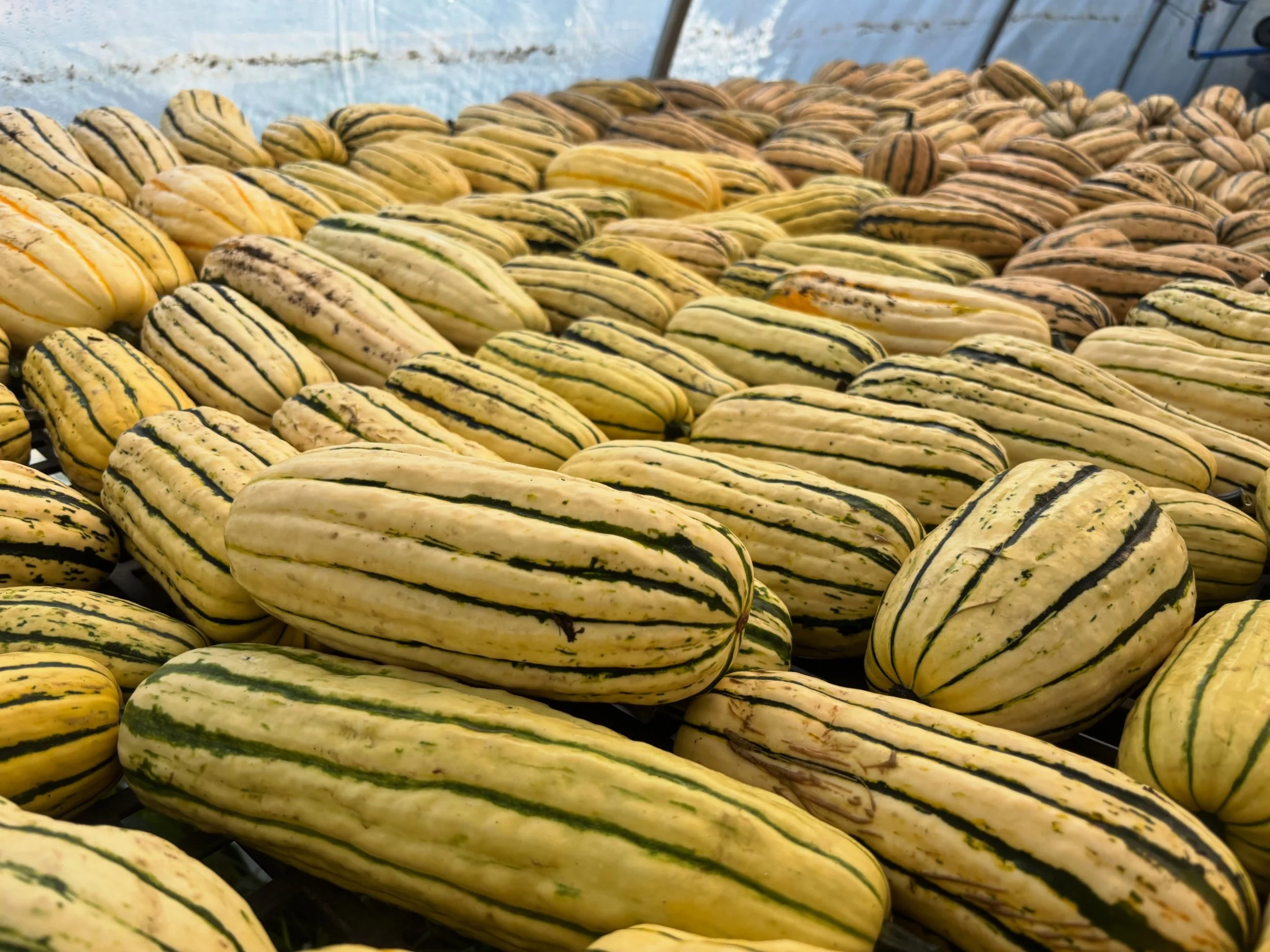 Yeesh friends. The cold is arriving early this year! We got down to 33* last night and 37* the night before - hello fall! We&rsquo;ll see how long our outdoor hot crops will last. In the meantime, look who got harvested today!Our delicatas of the sea