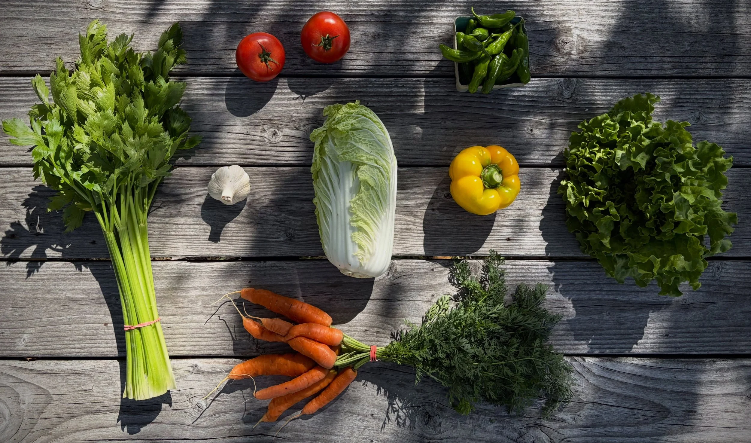 Summer CSA Week 14! Family share includes celery, carrots, garlic, slicer tomatoes, Napa cabbage, shishito peppers, bell pepper and lettuce heads. Personal share includes cherry tomatoes, cucumber, shallot, garlic, tomatillos and arugula. Yum!