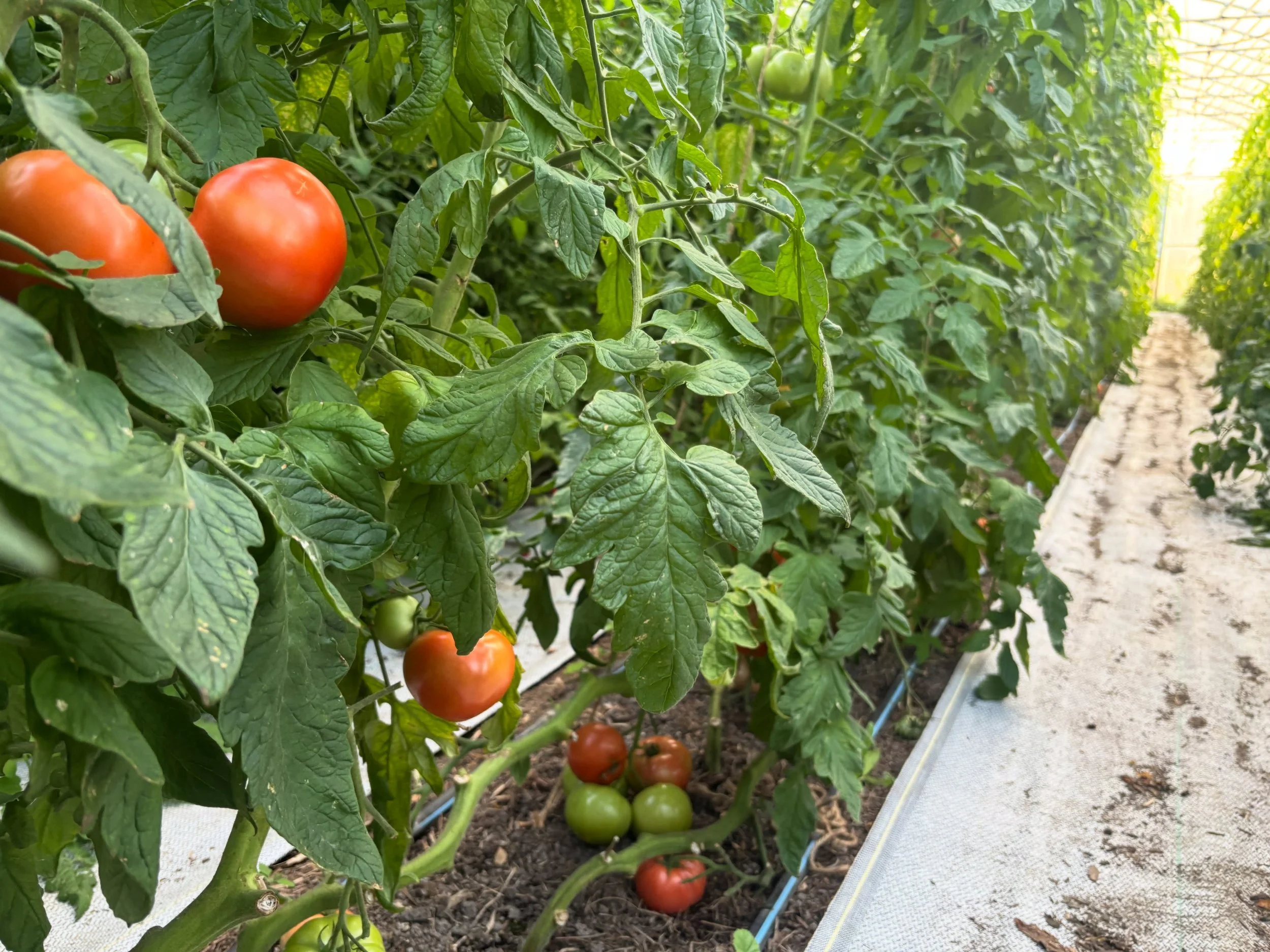 The heirlooms have been having a slow week out here but the slicer tomatoes are still going strong and we&rsquo;ll have a bunch available @clarkforkrivermarket tomorrow, 8am - 1pm. We&rsquo;ll also have lettuce mix, arugula and lively greens back (co