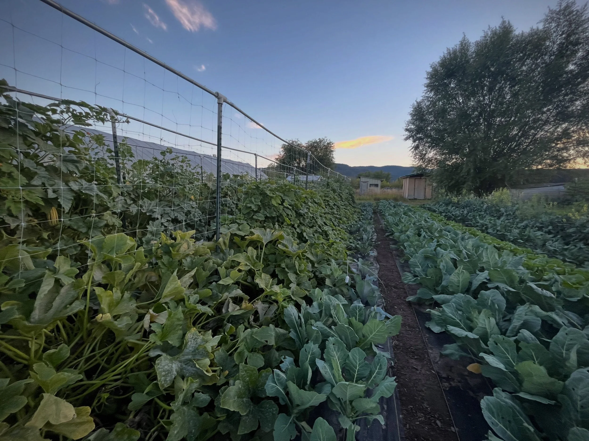 The days are getting shorter, mornings colder and nights longer - I notice it even more this year than usual, up at weird hours as I am feeding Hazel. I can&rsquo;t tell yet how I feel about how fast it seems this season has gone. Relief in some ways
