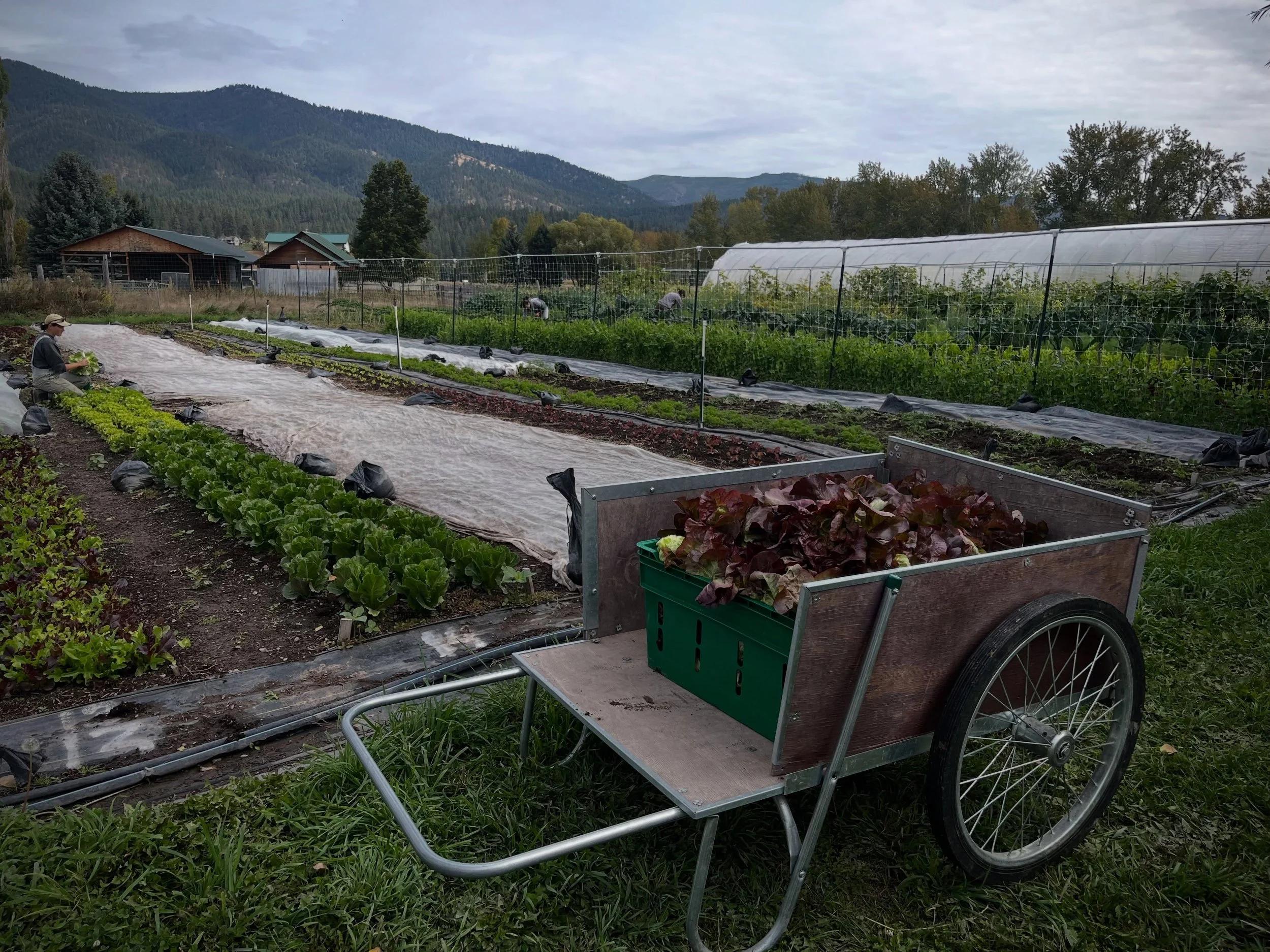 Here&rsquo;s @gaggiemammons doing some head lettuce harvest with @jordan.gagner and Phoebe harvesting kale and broccoli in the background. I can&rsquo;t heap enough praise on our incredible crew this summer - Nick and I might still be steering, but d