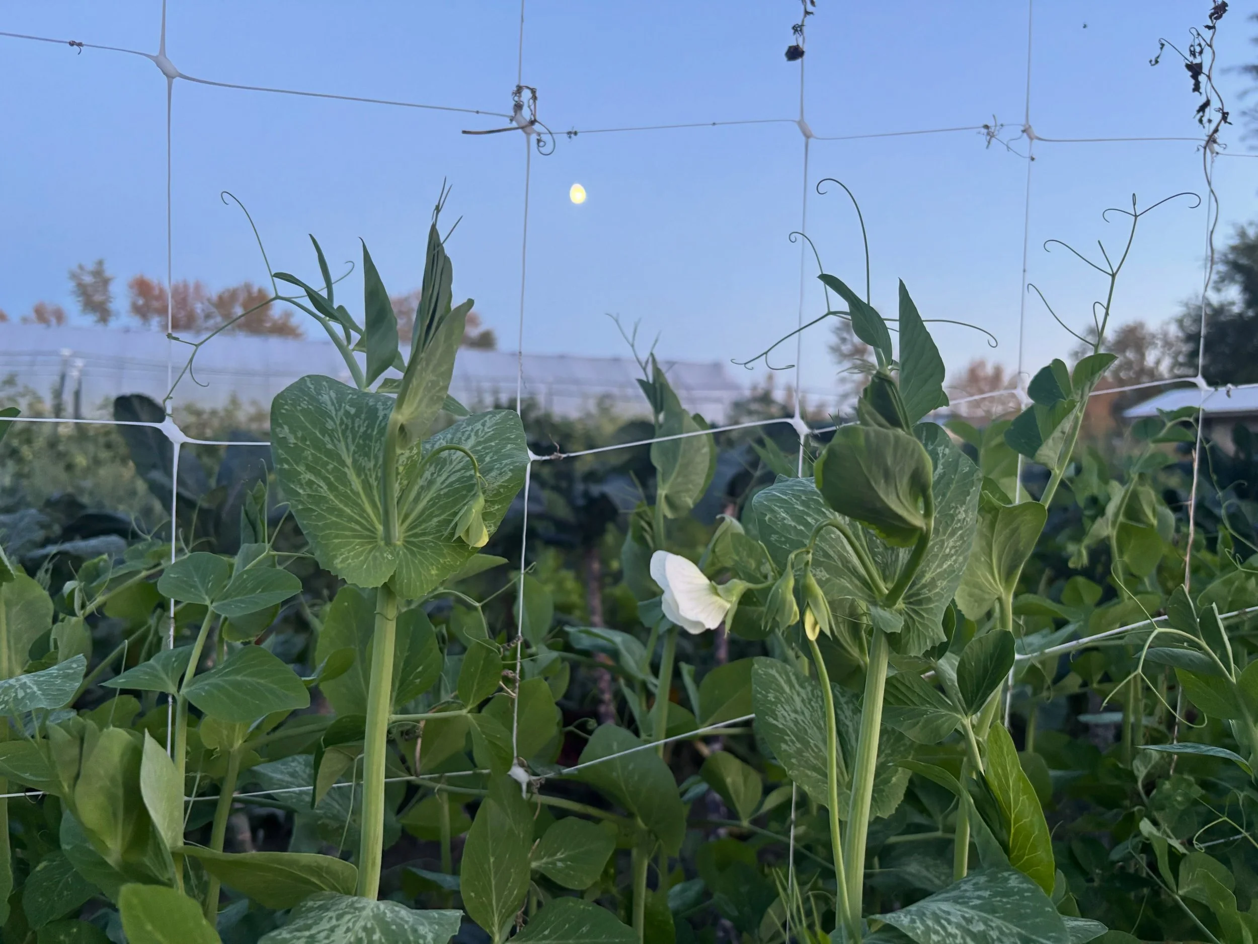 You guys. We&rsquo;ve been trying the last many years to make a fall succession of snap peas happen but we never seem to get the timing down right. Early spring snap peas? We have it down. But our last succession never seems to get seeded early enoug