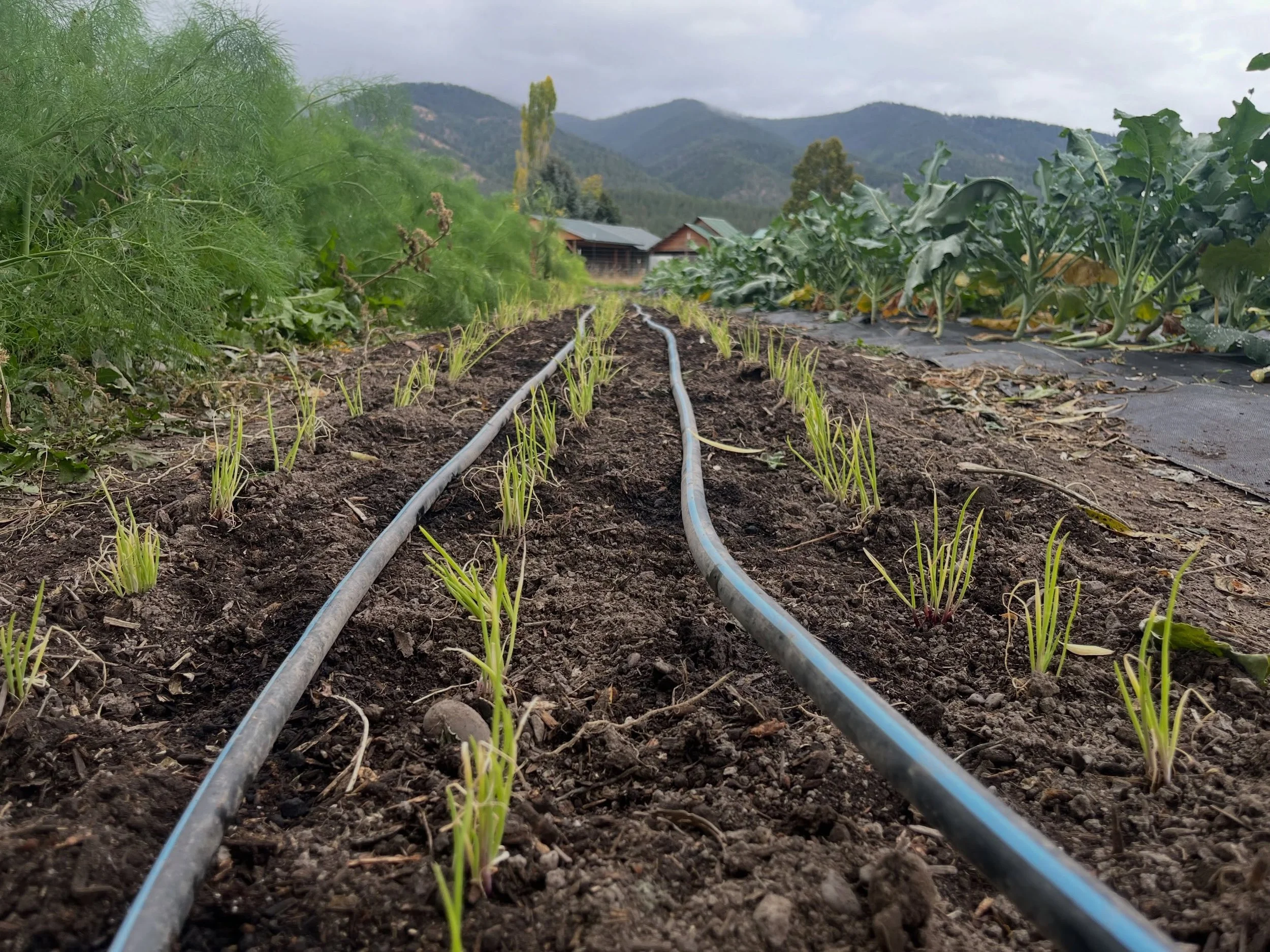 Onions and bunching onions are planted as our first official over-wintered onions experiment. The most recent arugula stand is looking stellar and the fennel regrew itself. Hazel has a cold so hasn&rsquo;t been sleeping and at four months postpartum,