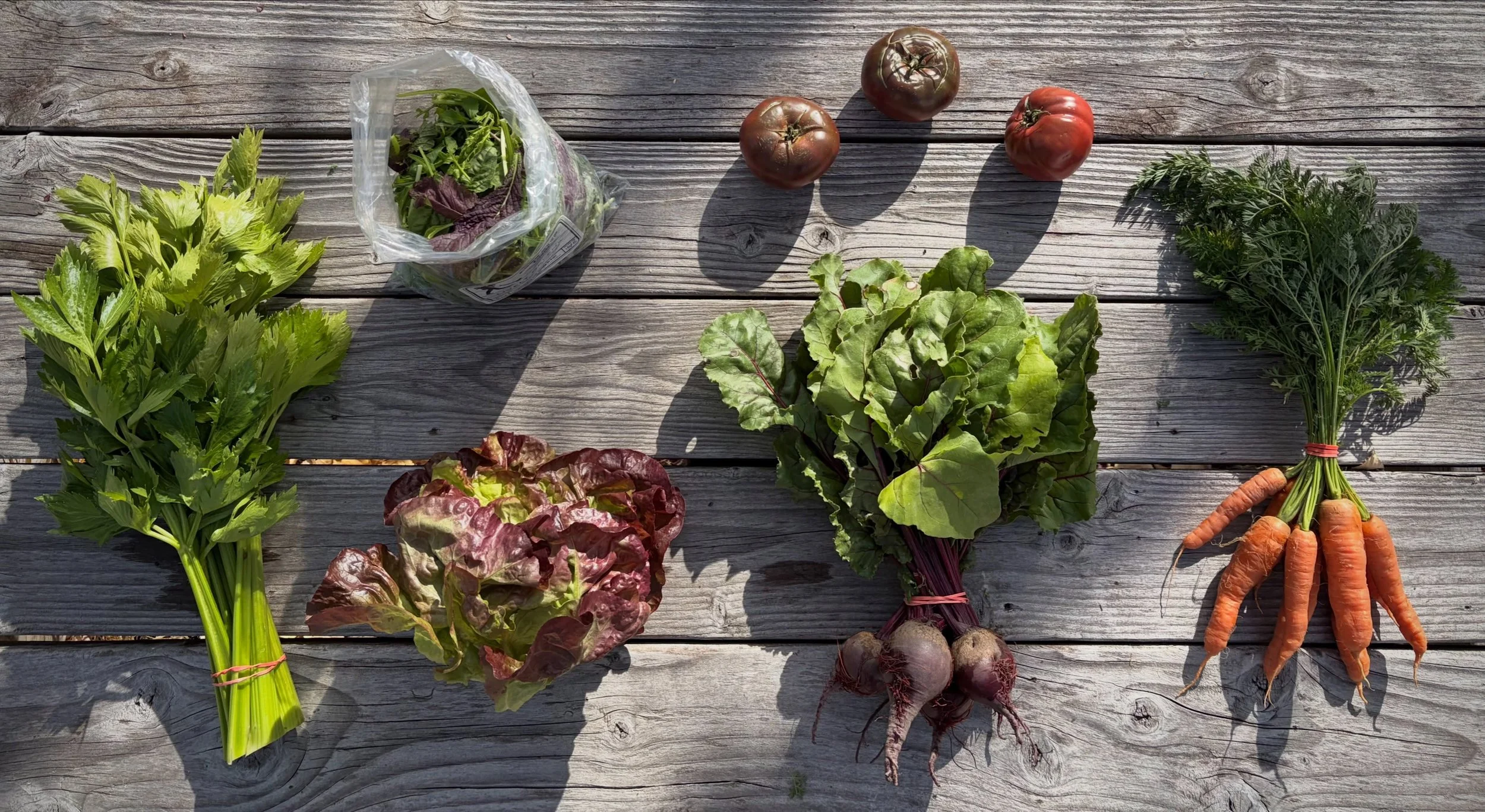 Summer CSA Week 18! This week&rsquo;s family share includes celery, lettuce head, bagged greens, beets, carrots and heirloom tomatoes. This week&rsquo;s personal share includes rainbow chard, bagged greens, poblanos, garlic and heirloom tomatoes. Yum