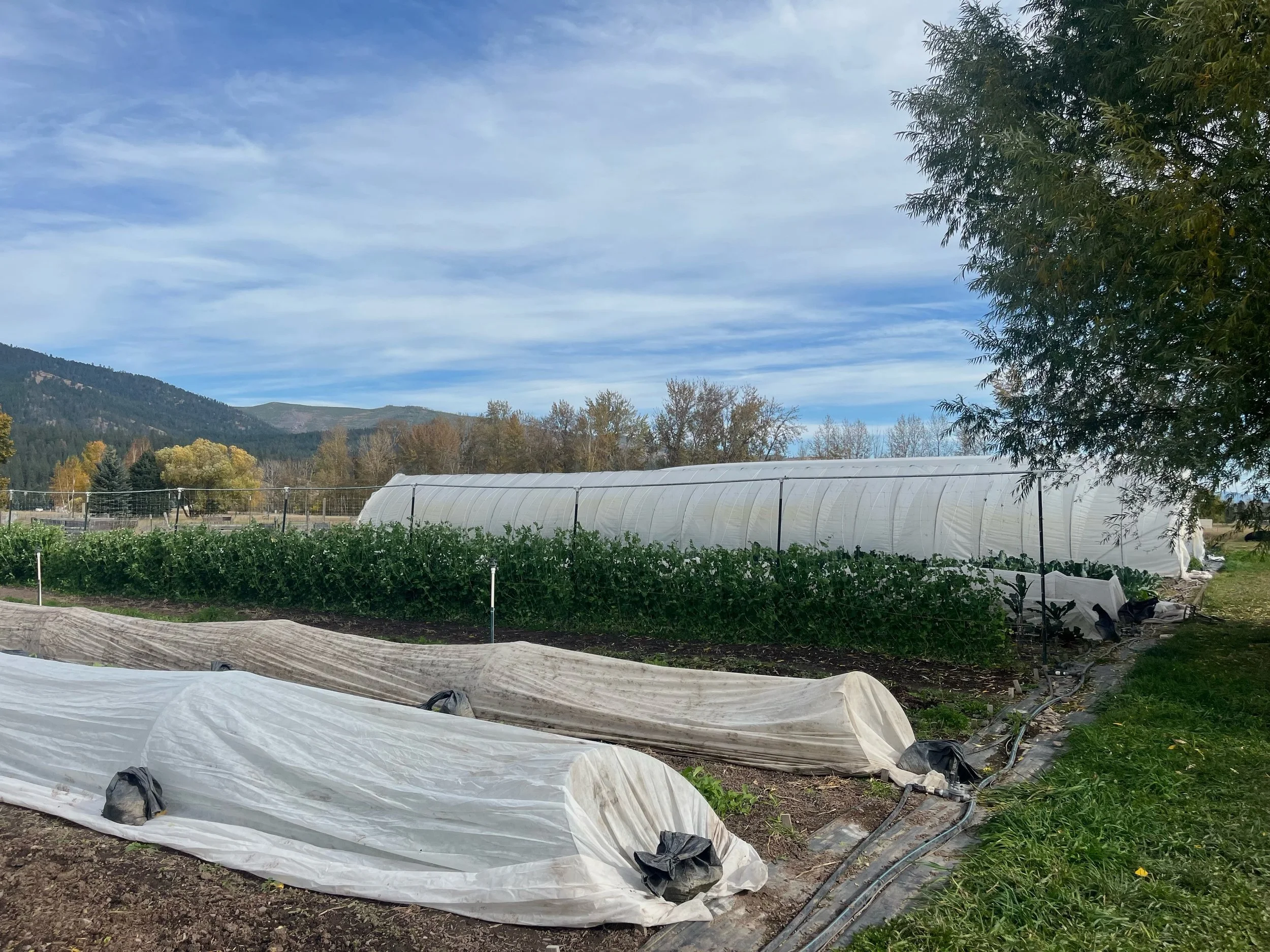 Cold front coming in this weekend but we&rsquo;ll be @clarkforkrivermarket tomorrow until 1pm, rain or shine! We&rsquo;ll have all the usuals plus lots of bulk tomatoes for all your processing needs. Just a few more outdoor markets this year friends 