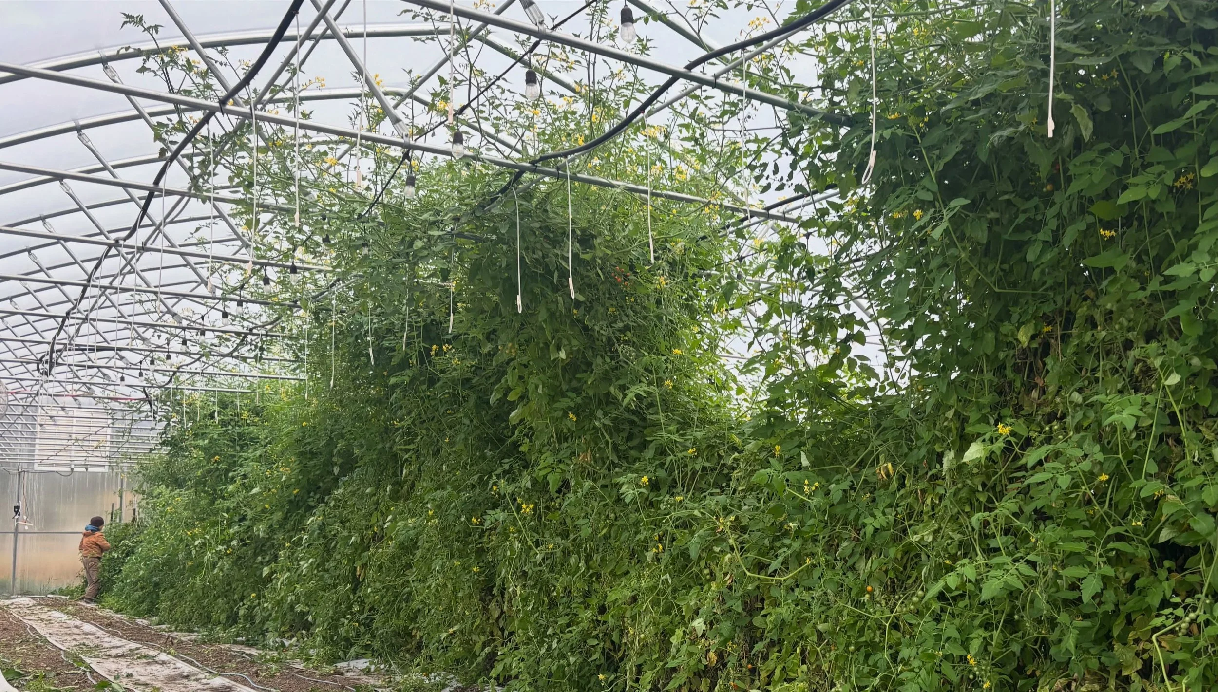 The cherry tomatoes got a little tall this year 😅😮&zwj;💨We&rsquo;re finally saying goodbye to all the tomatoes, eggplants and peppers in the high tunnel, cutting out the stalks and leaving the roots in place. As we go through and cut everything el