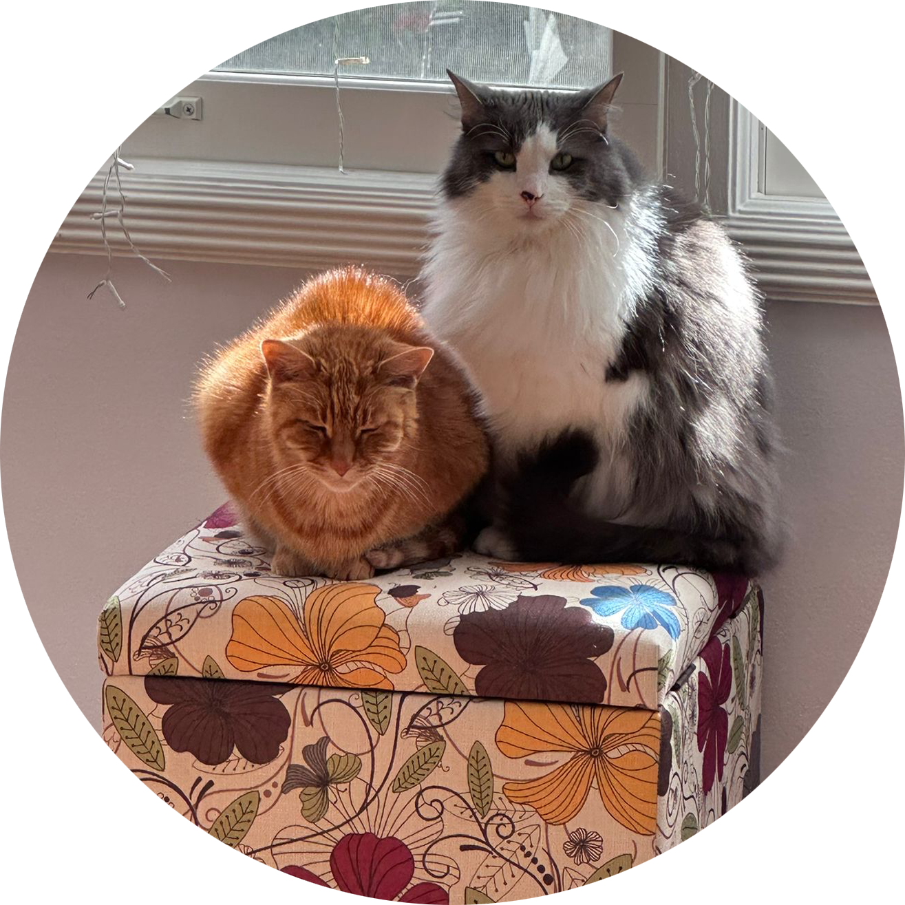 Two cats, one orange and one black and white, sitting on a floral-patterned box in front of a window with blinds.