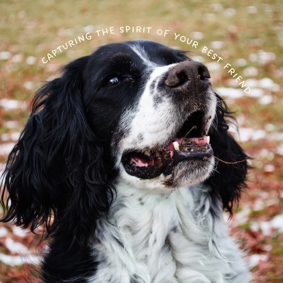 Every custom pup portrait is a puzzle of spots, coat textures, and unique expression. Capturing those little details just right is my favorite part of the process.

It was a gift to make Boo for this family. Creating a keepsake that honors that uncon