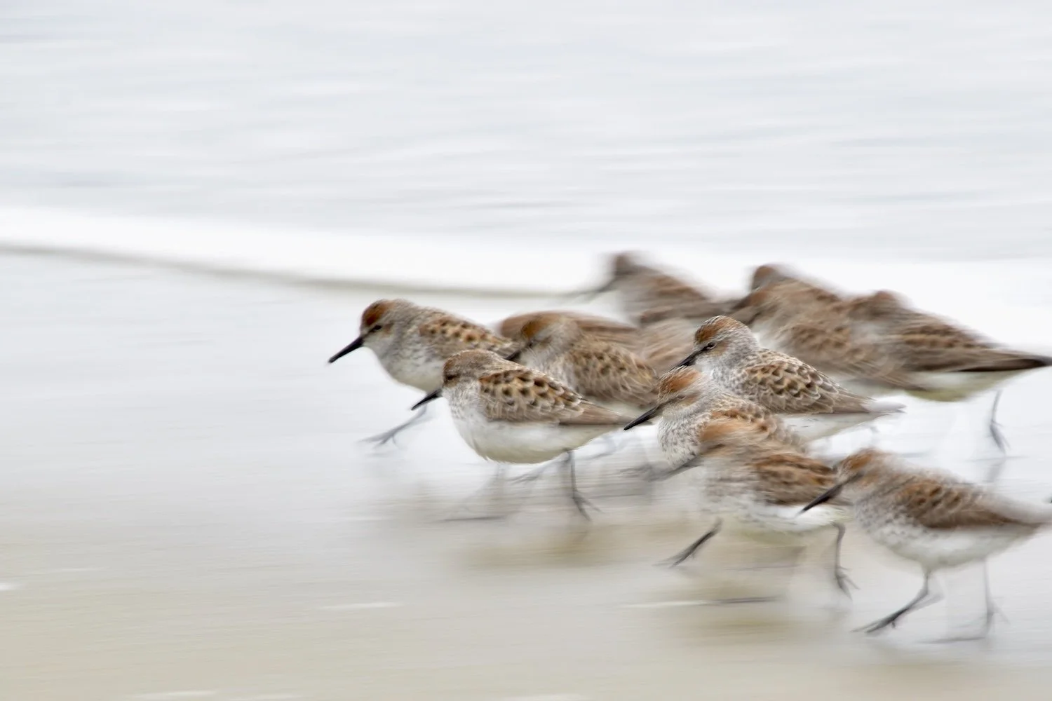 Sanderlings on the Move