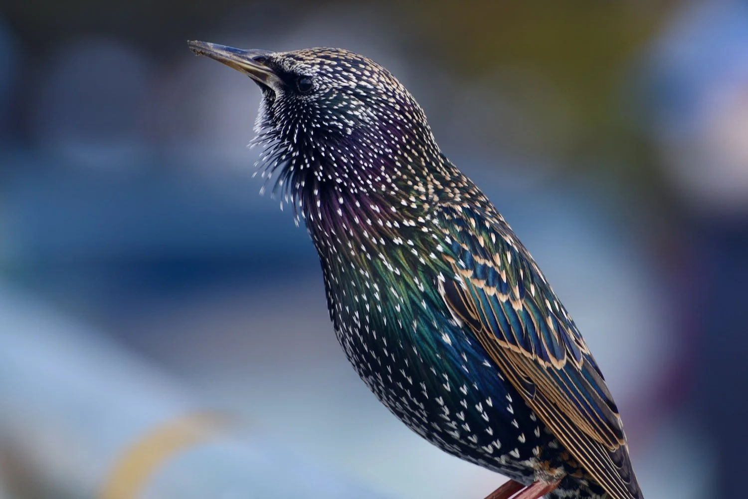 Starling