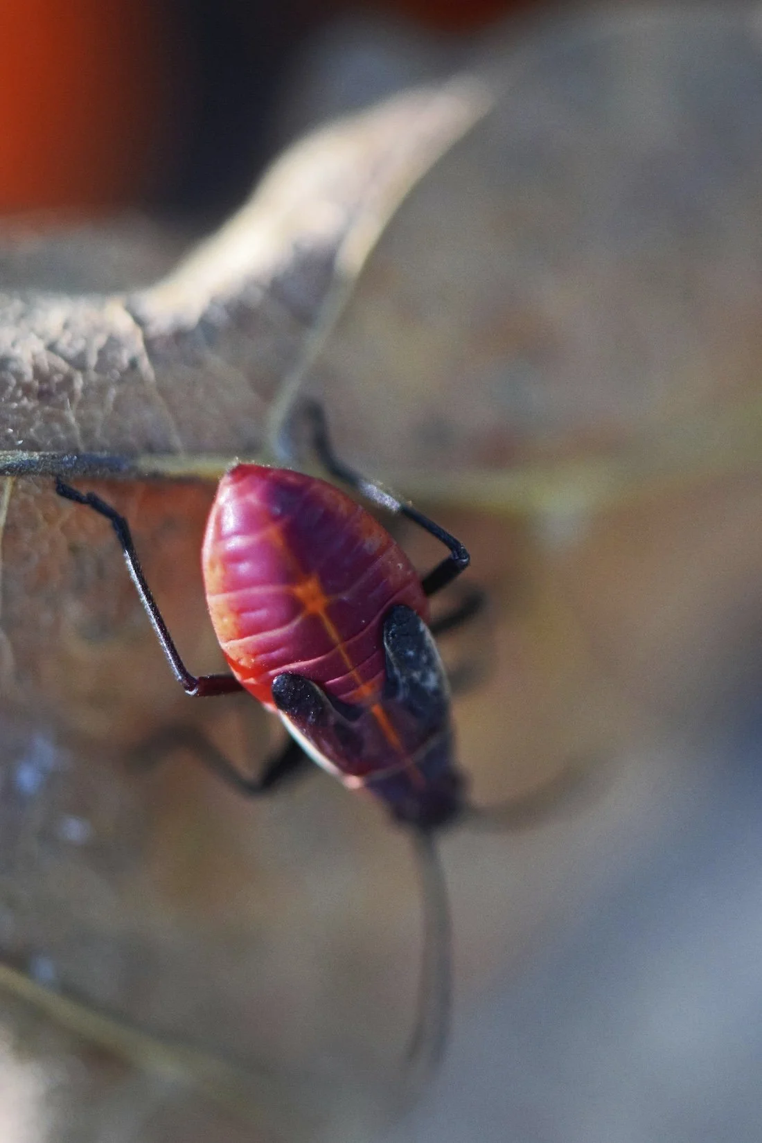 Bug