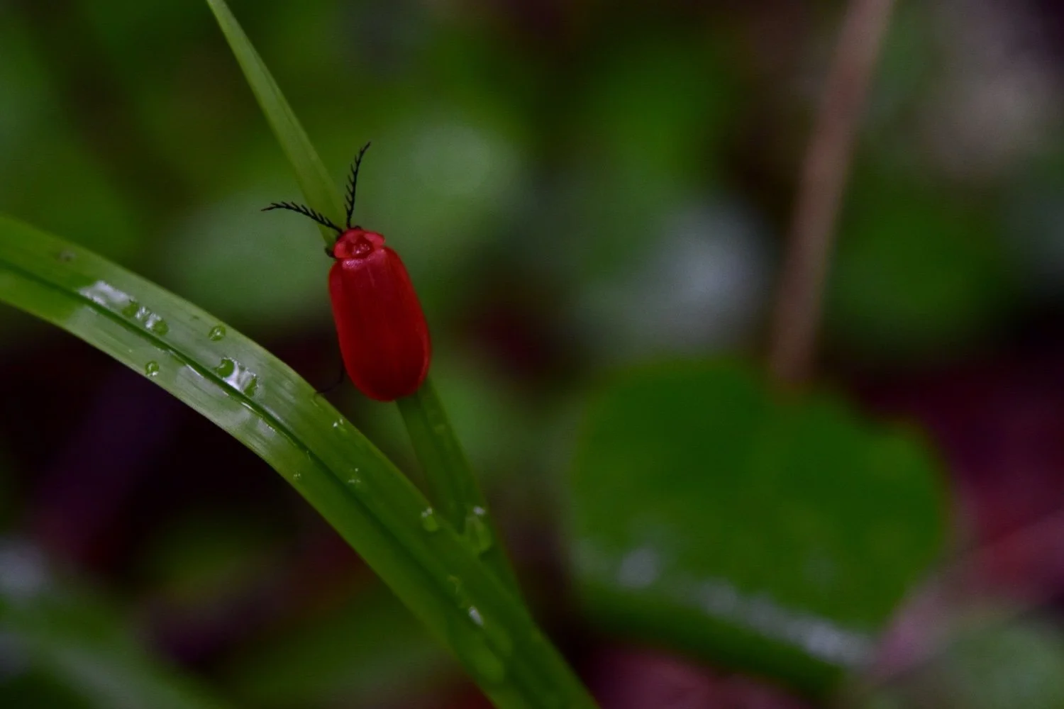 Bright Red Beetle