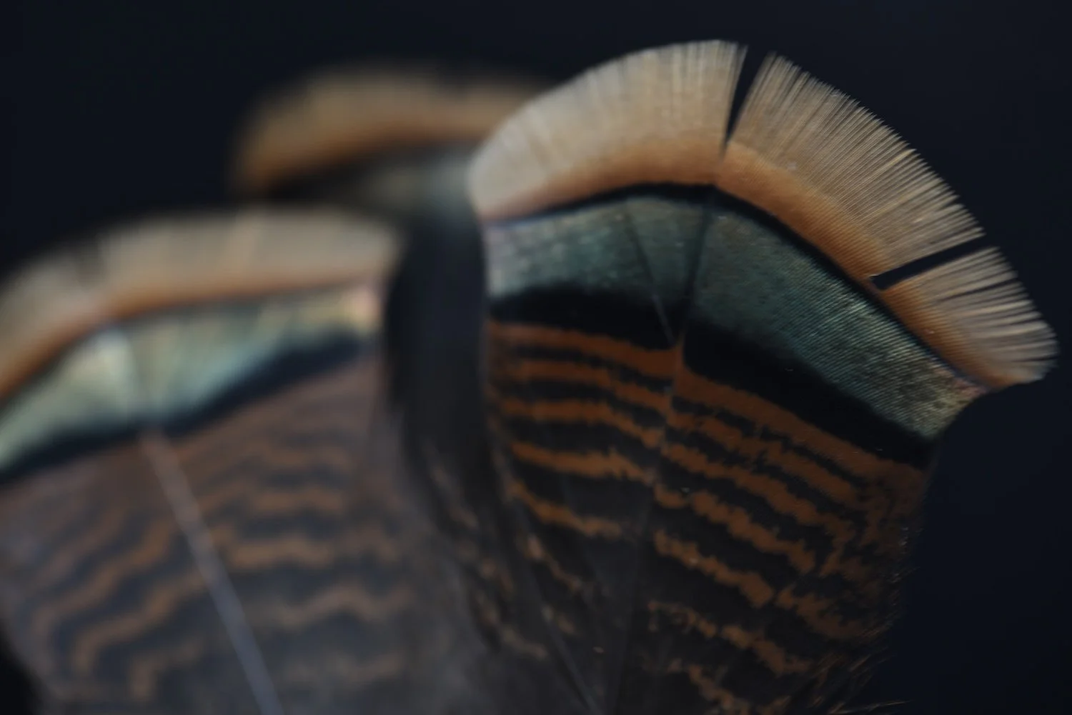 Wild Turkey Feathers