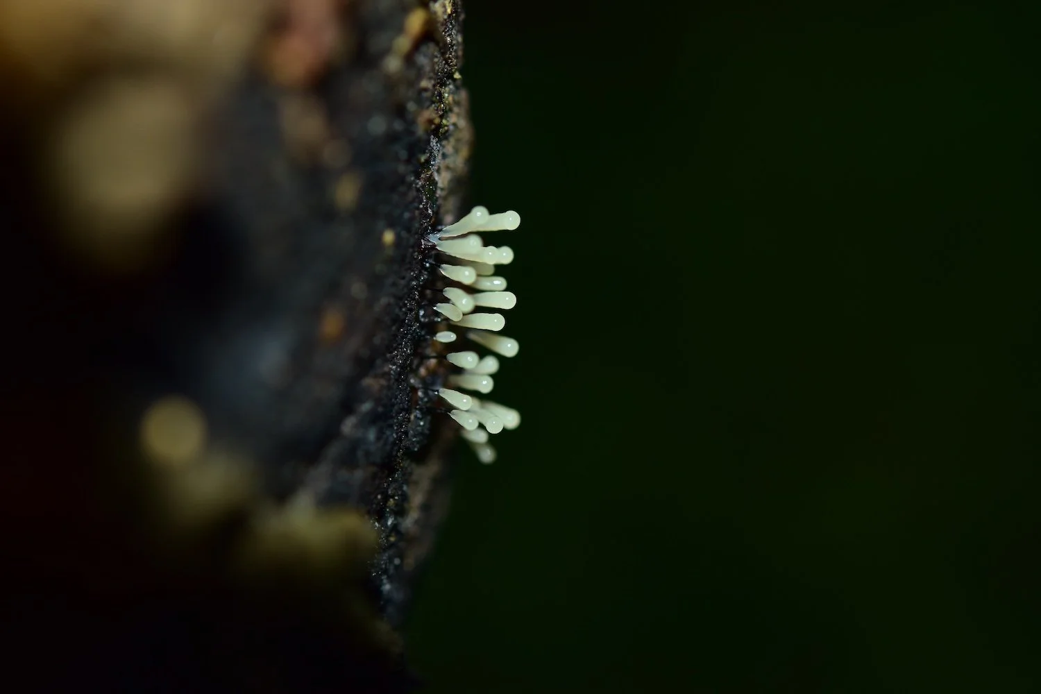 Fungi among I 