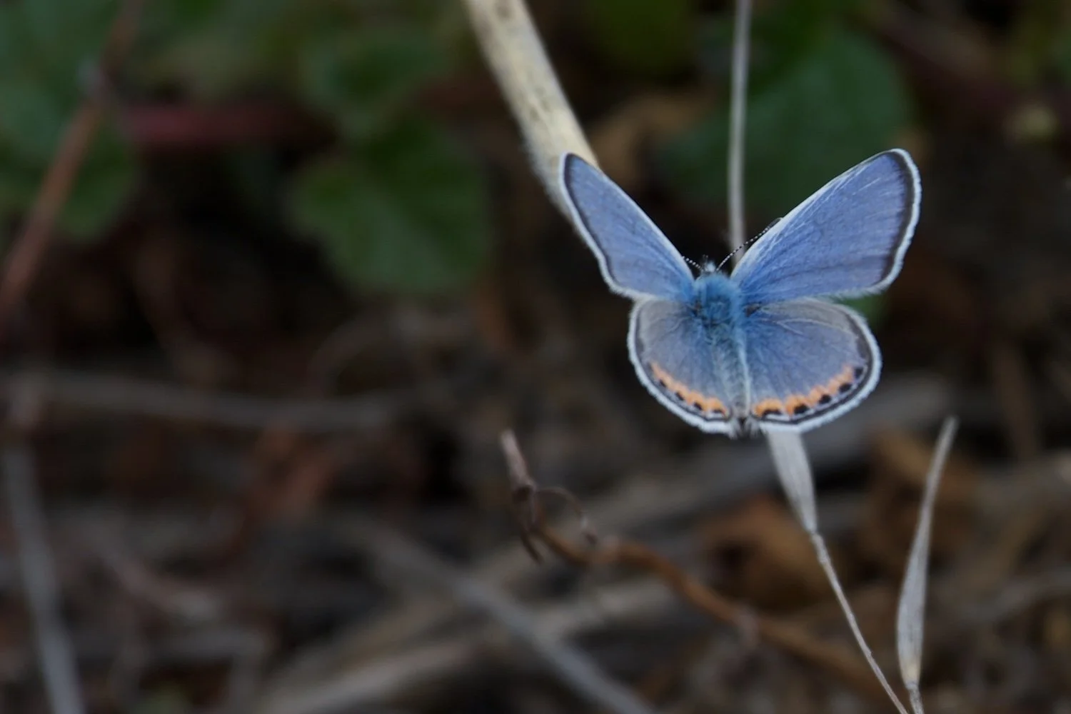 Blue Butterfly