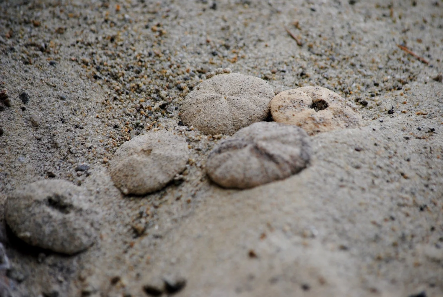 Fossilized Sand Dollars