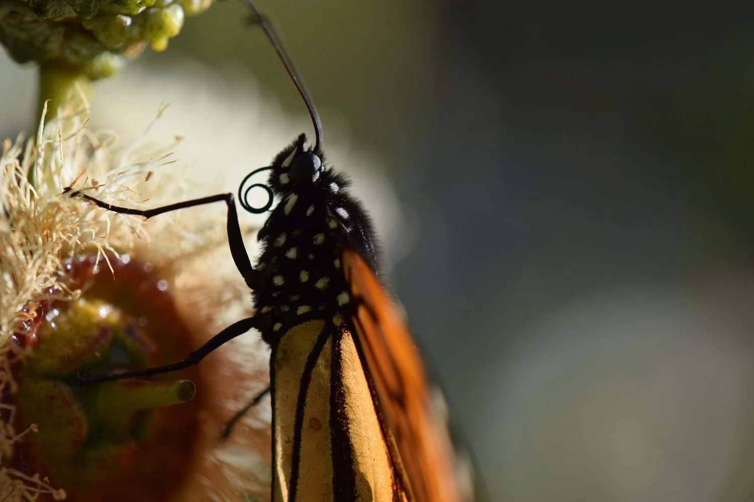 A Butterfly's Proboscis
