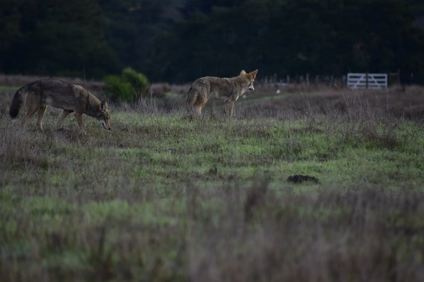 Coyotes