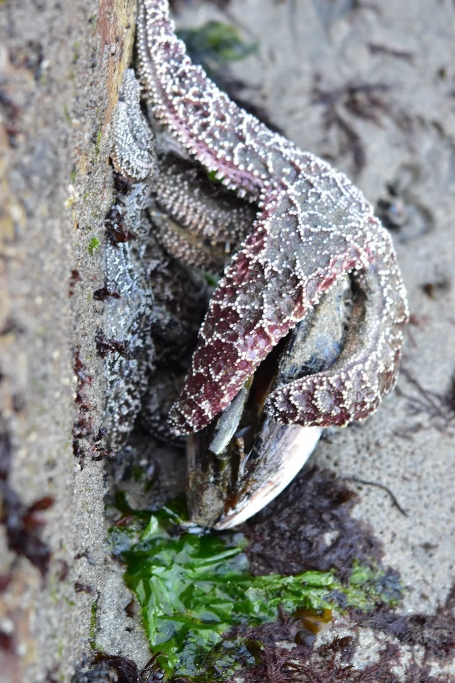 Sea Star Muscle