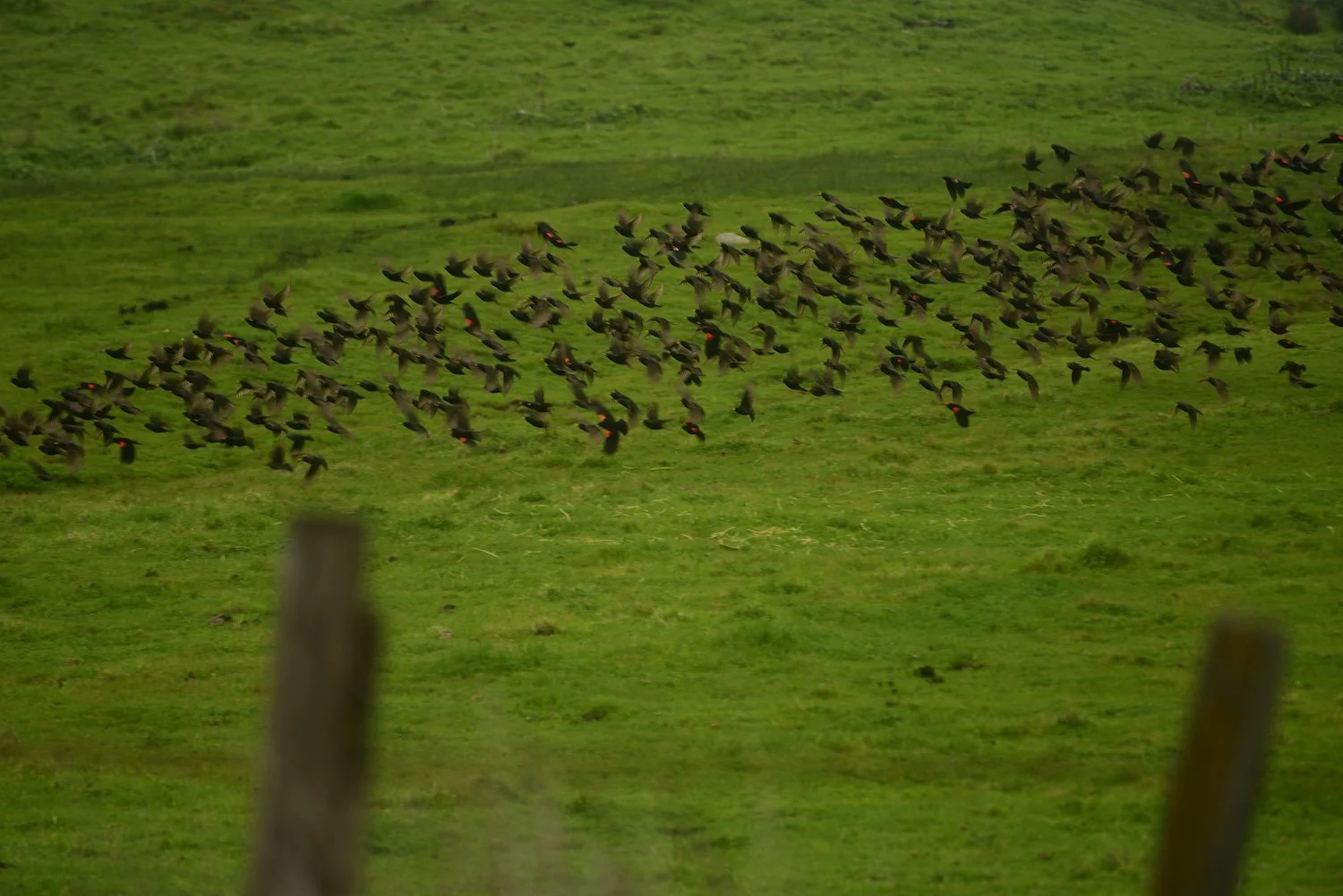 Red Winged Blackbirds
