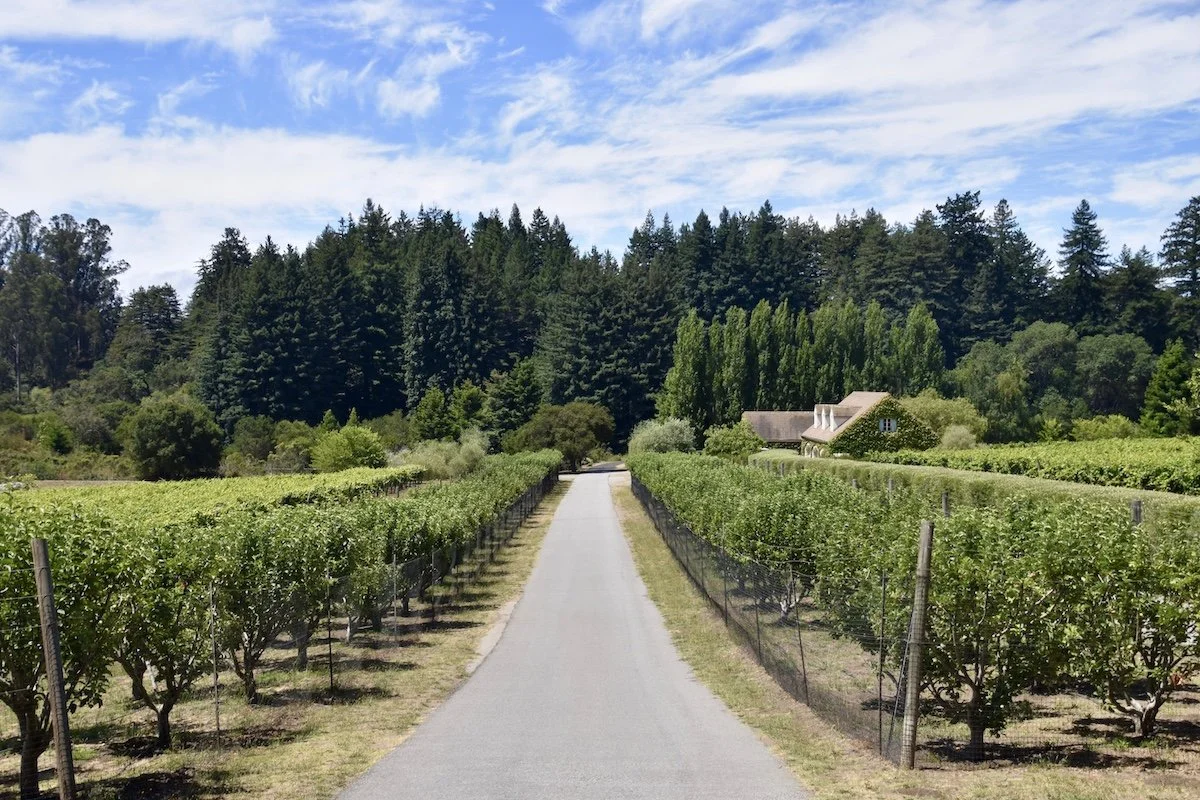 Apple Orchard