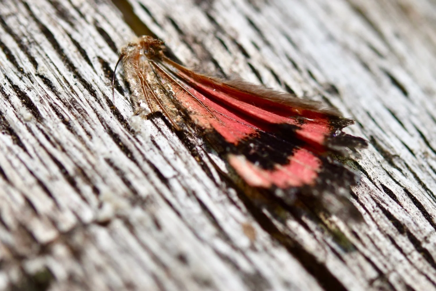 Wing