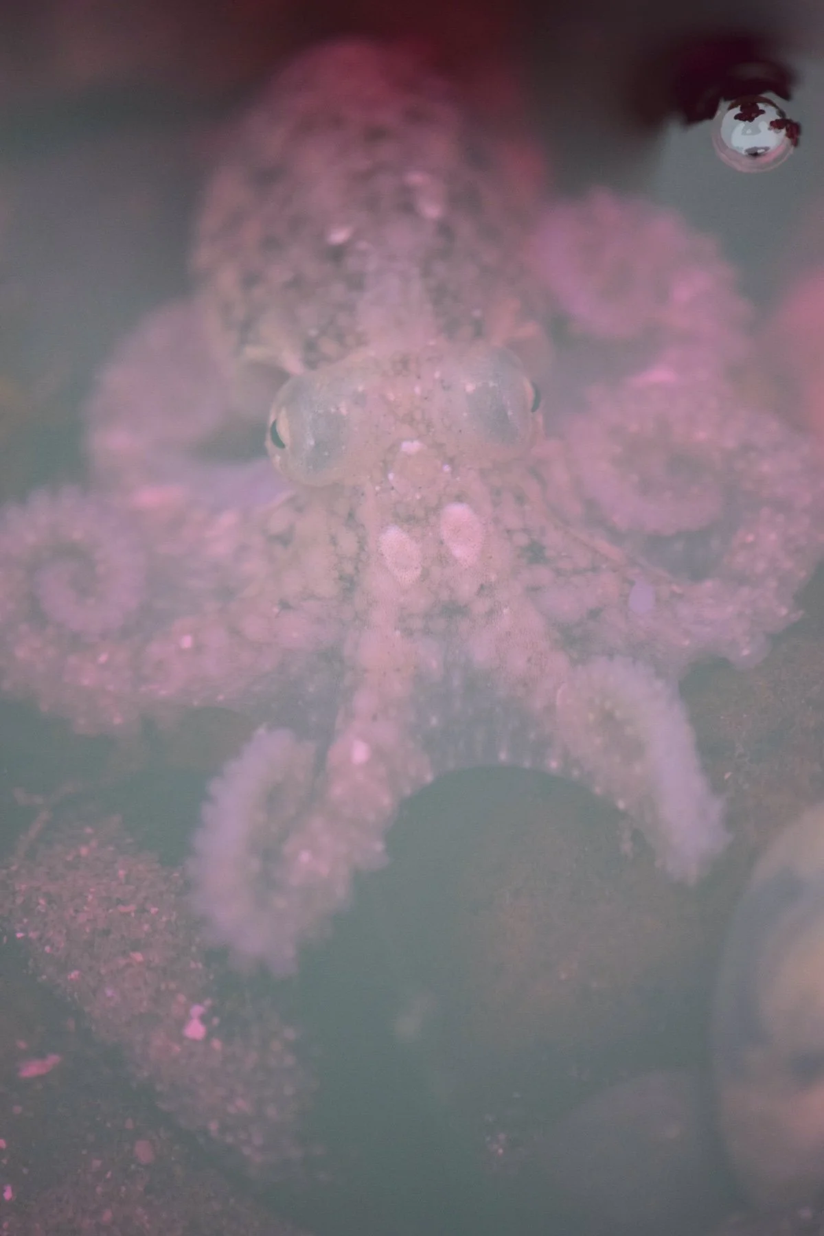  Octopus in Purple Sea Slug Dye