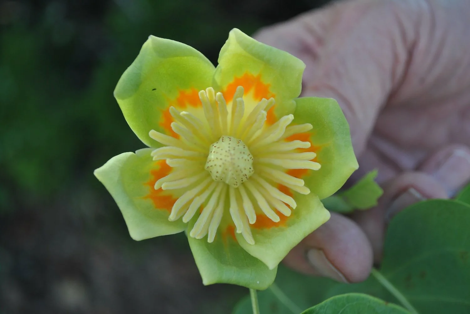 True Tulip Flower